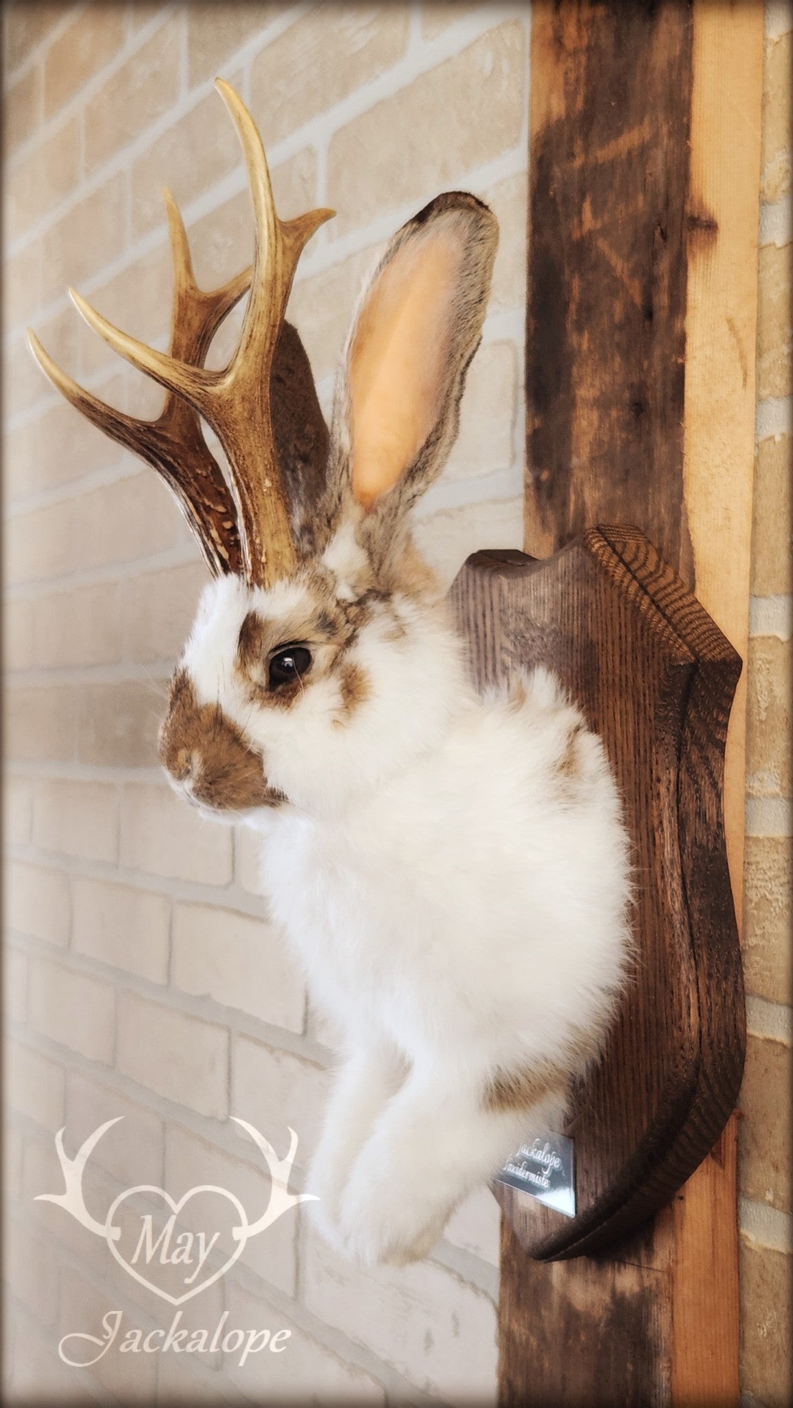 Taxidermie d'un jackalope blanc et brun, aux yeux foncés avec vrai bois