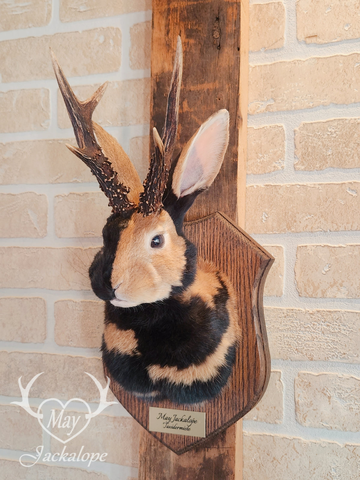 black & orange (replica) harlequin jackalope taxidermy with dark eyes and real antlers
