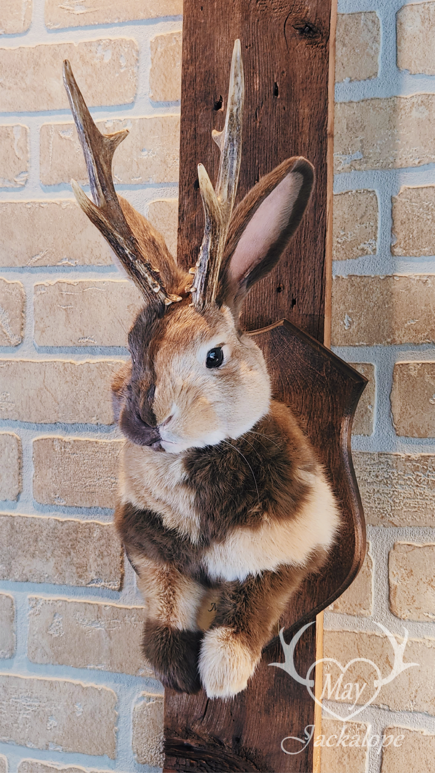 Taxidermie de Jackalope Harlequin ''Japonais Bleu'' aux yeux hétérochromia et vrais bois