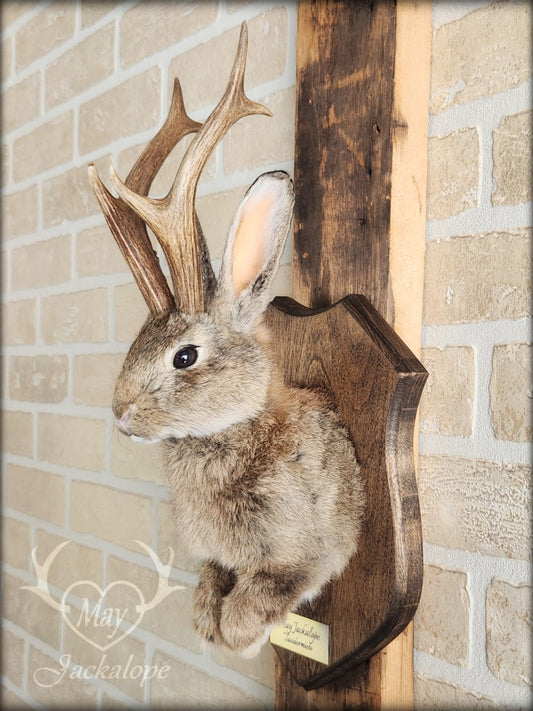 Brown jackalope taxidermy with dark eyes & real antlers