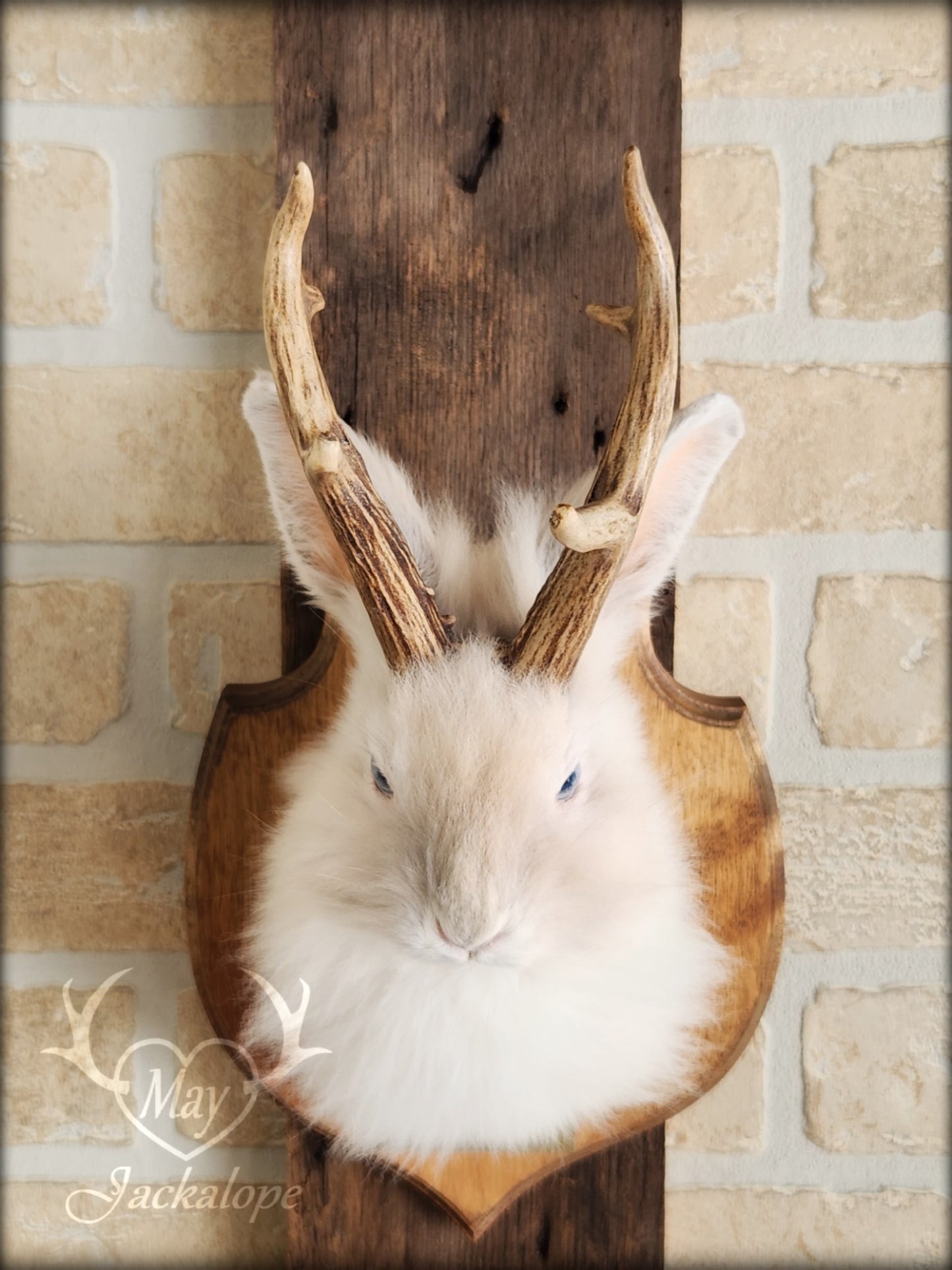 Small white jackalope taxidermy with blue eyes & real antlers
