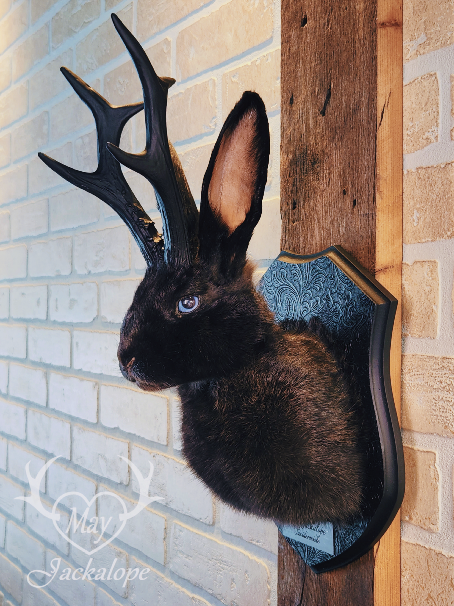 Black jackalope taxidermy with blue eyes & black antlers replica