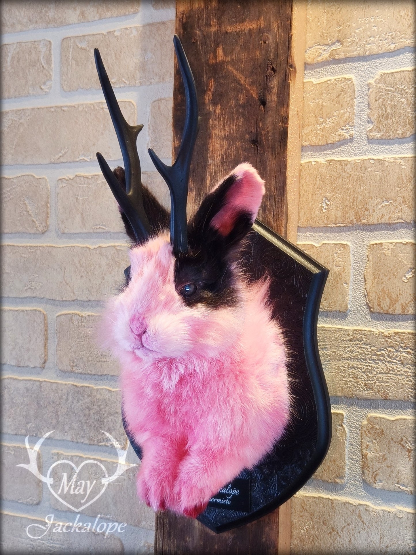 Taxidermie de jackalope rose et noir aux yeux foncé et réplique réaliste de bois