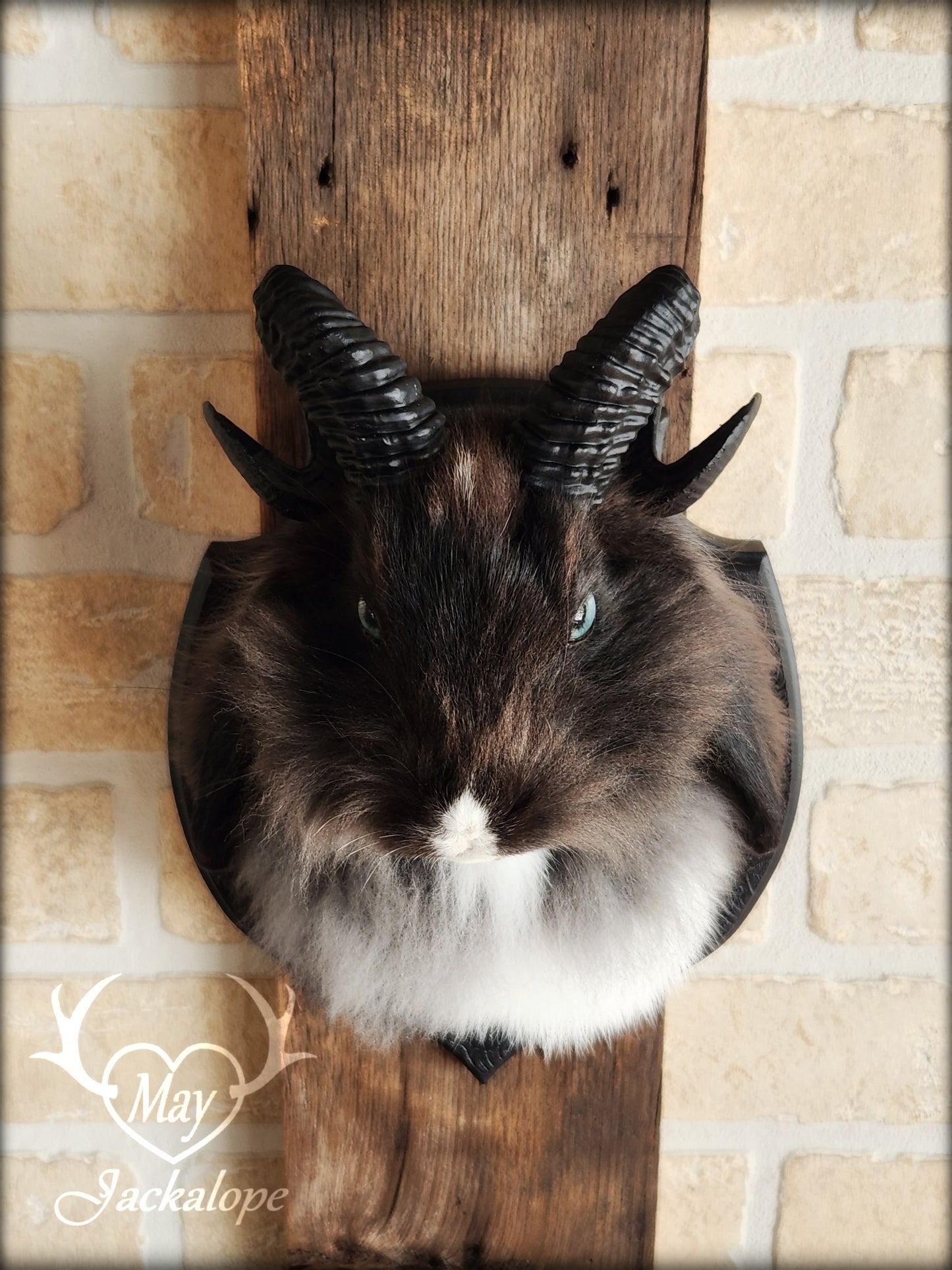 Small black & white jackalope taxidermy with blue eyes & horns replica