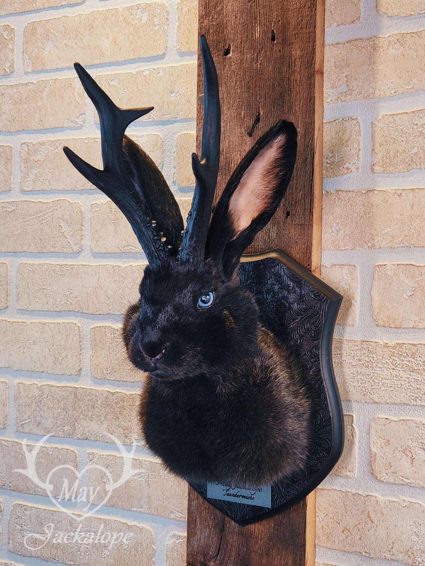 Black jackalope taxidermy with blue eyes & black antlers replica