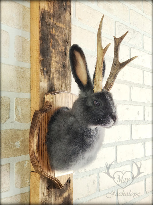 Petite taxidermie de jackalope gris-bleu aux yeux foncés avec vrai panache.
