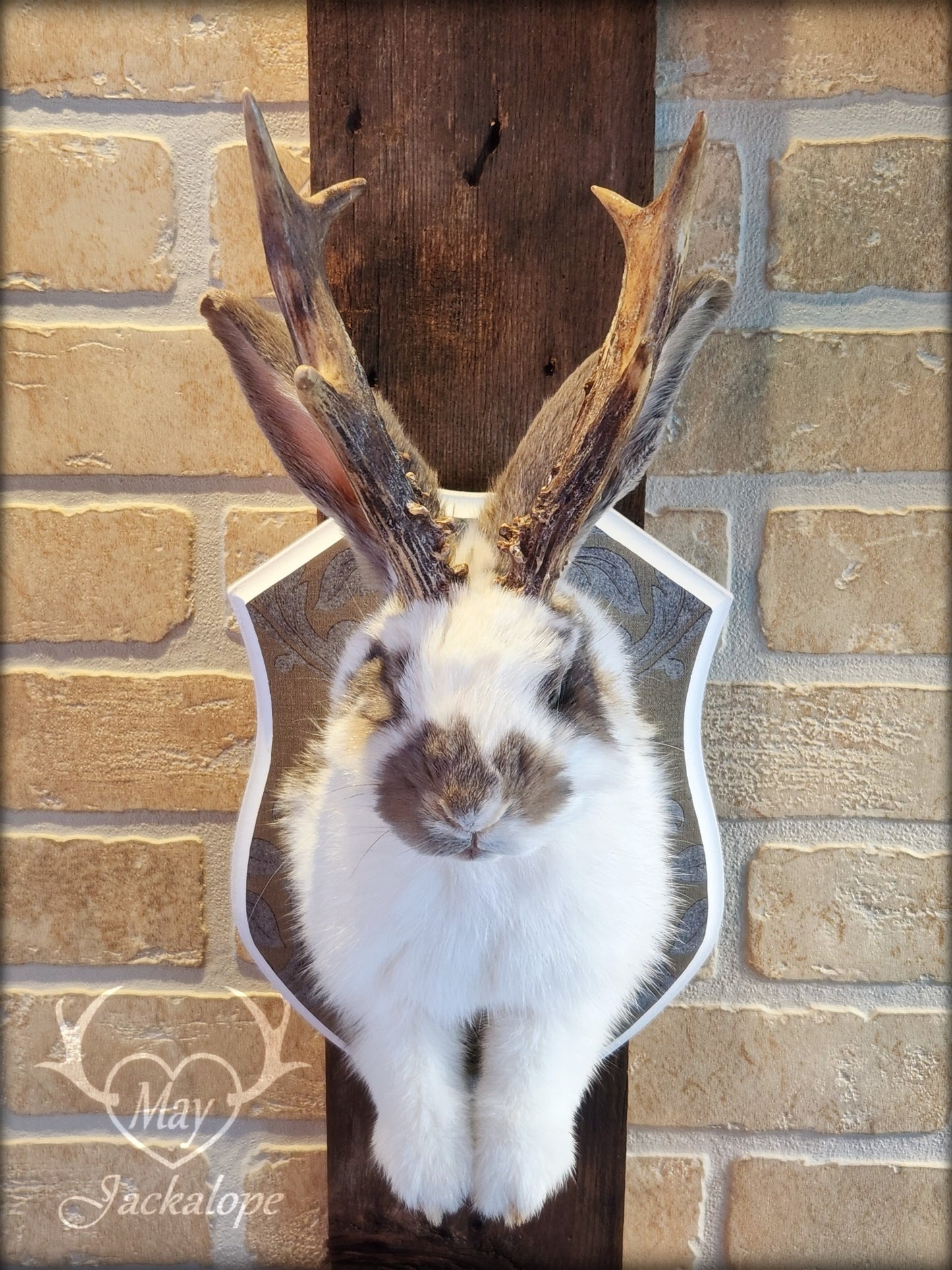 Taxidermie de jackalope blanc et gris aux yeux bleu et vrais bois