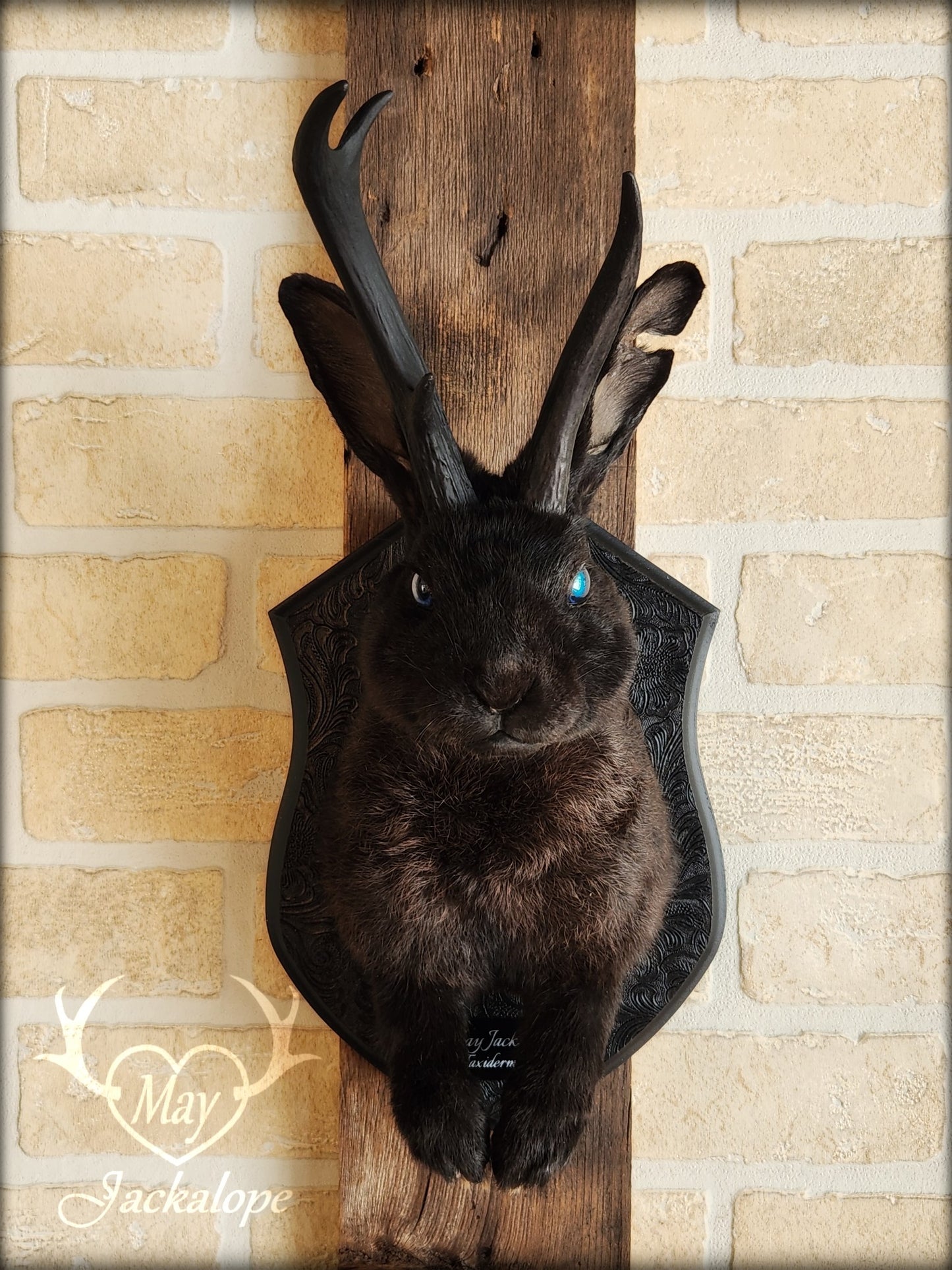Black Jackalope taxidermy with blue eye and real antlers, damaged ear and scarred eye