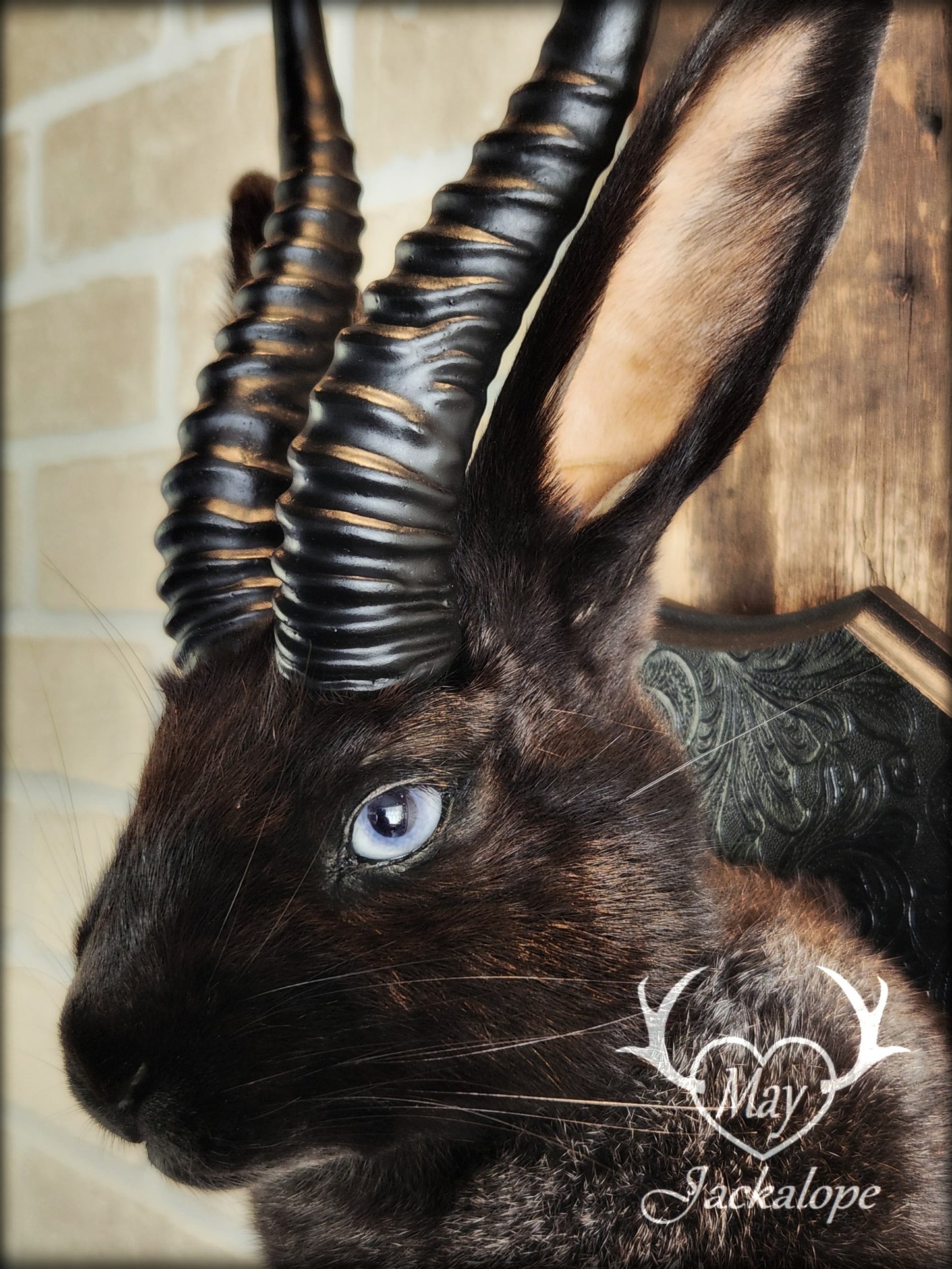 Black Jackalope taxidermy with light blue eyes and horns replica.
