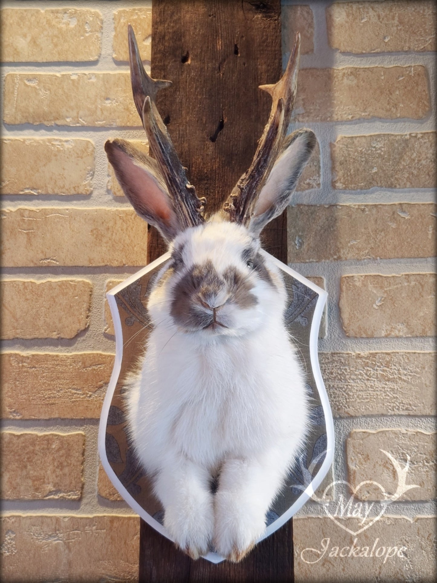 Taxidermie de jackalope blanc et gris aux yeux bleu et vrais bois