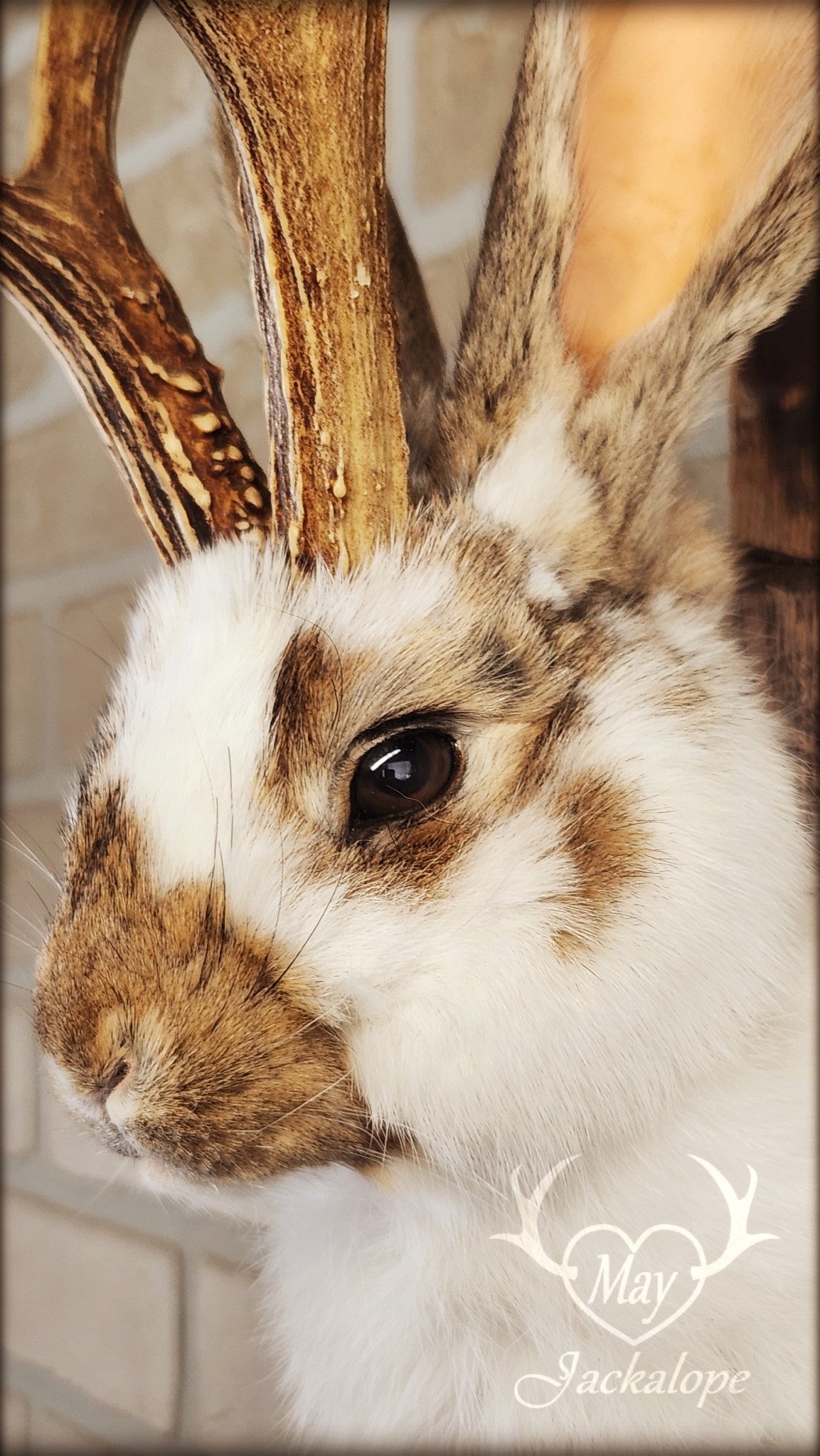 Taxidermie d'un jackalope blanc et brun, aux yeux foncés avec vrai bois