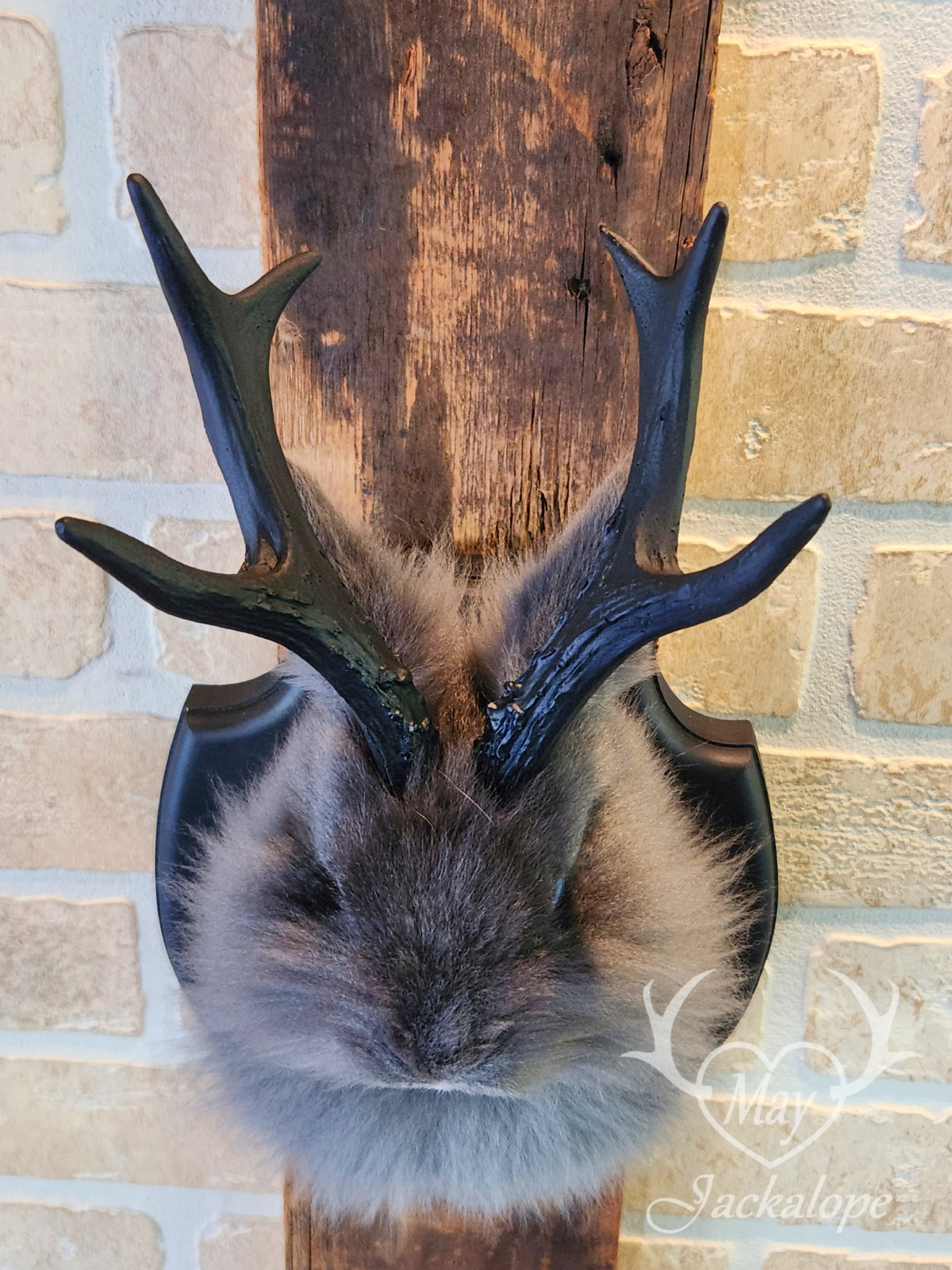 Long-furred blue Jackalope taxidermy with blue eyes & antlers replica