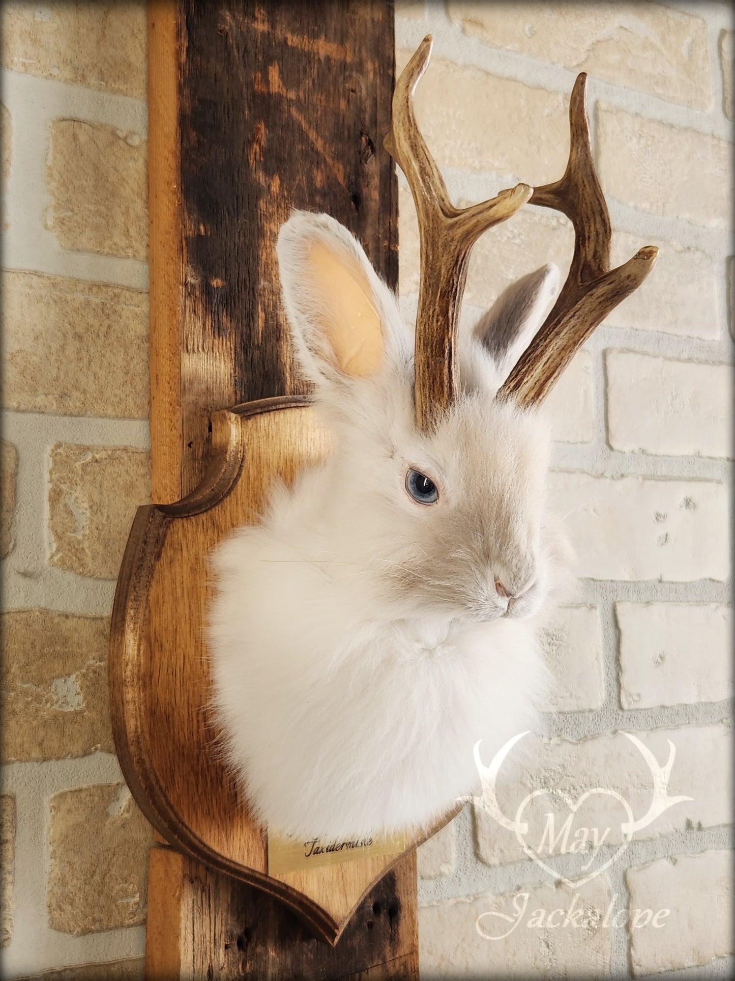 Small white jackalope taxidermy with blue eyes & real antlers