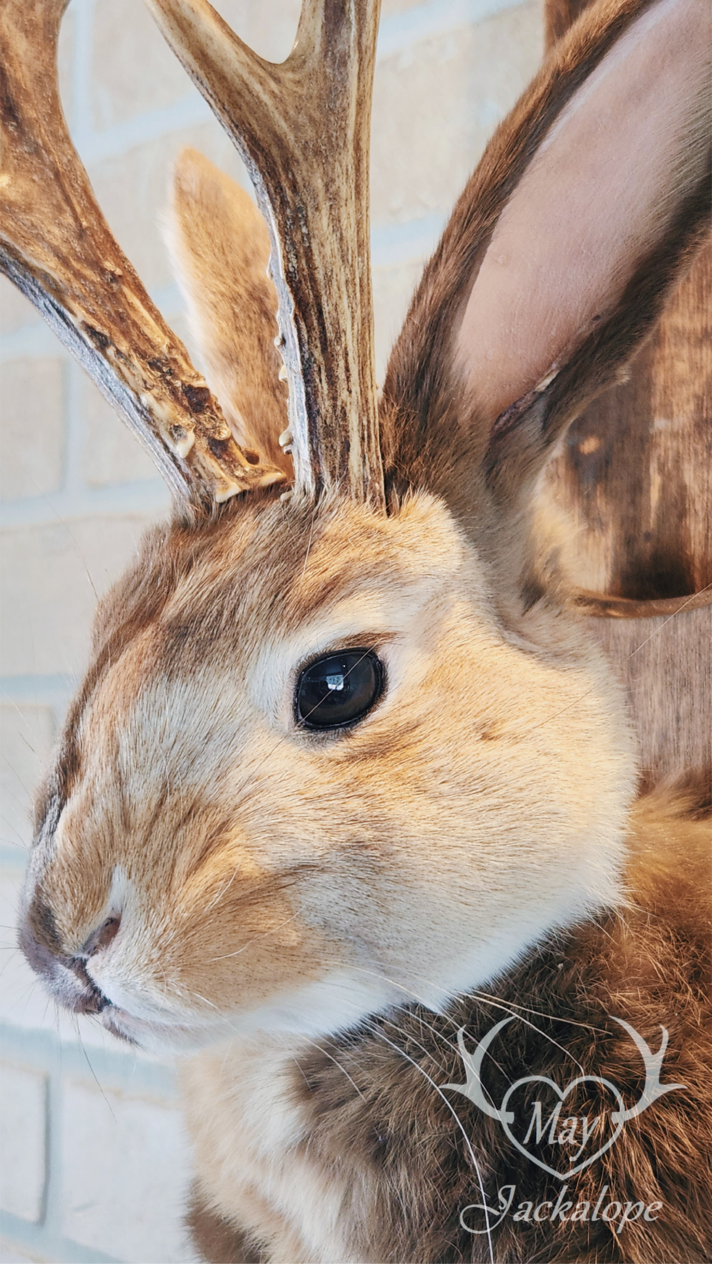 Taxidermie de Jackalope Harlequin ''Japonais Bleu'' aux yeux hétérochromia et vrais bois