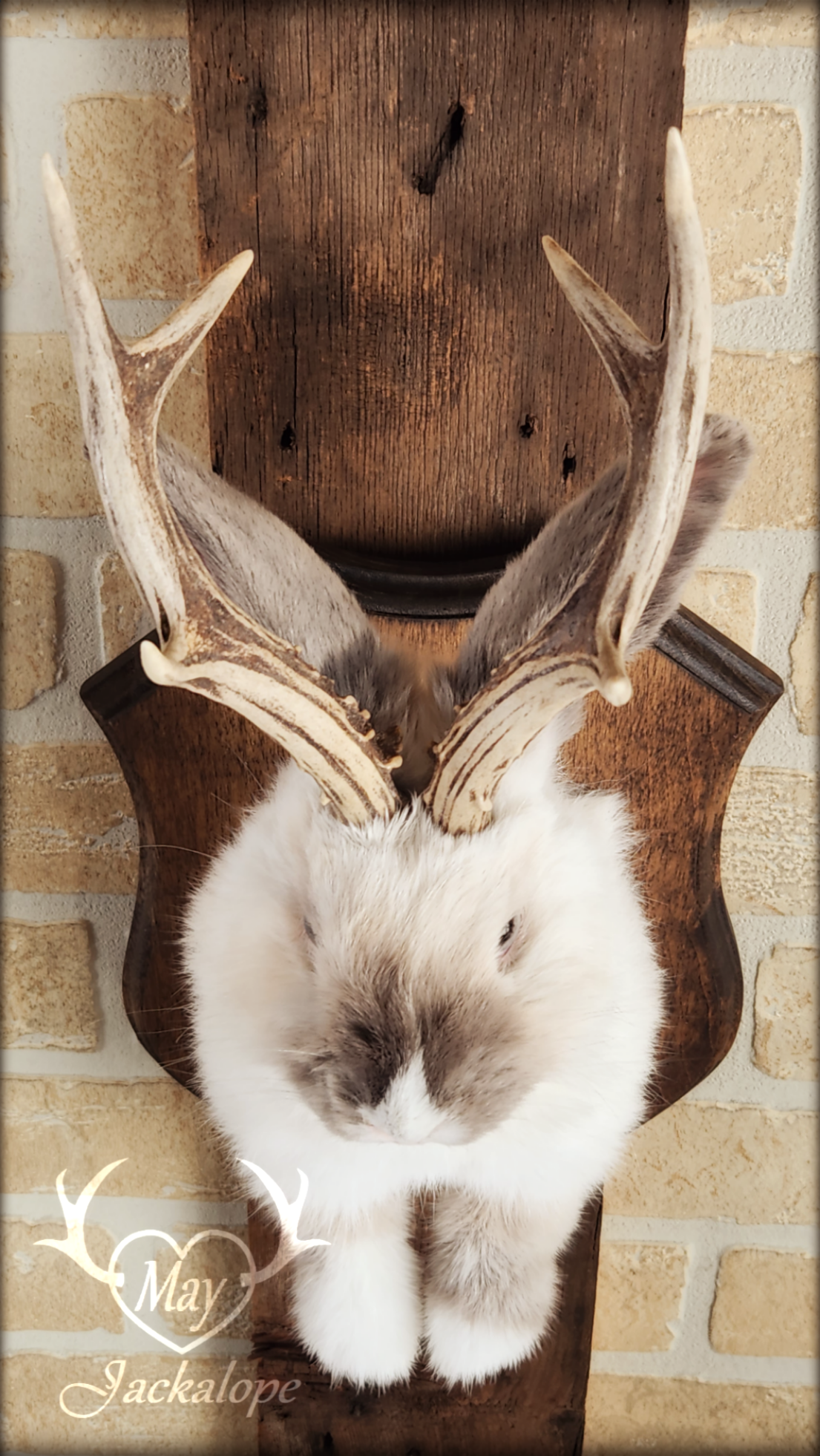 Taxidermie d'un jackalope blanc et gris pâle, aux yeux gris avec vrai panache