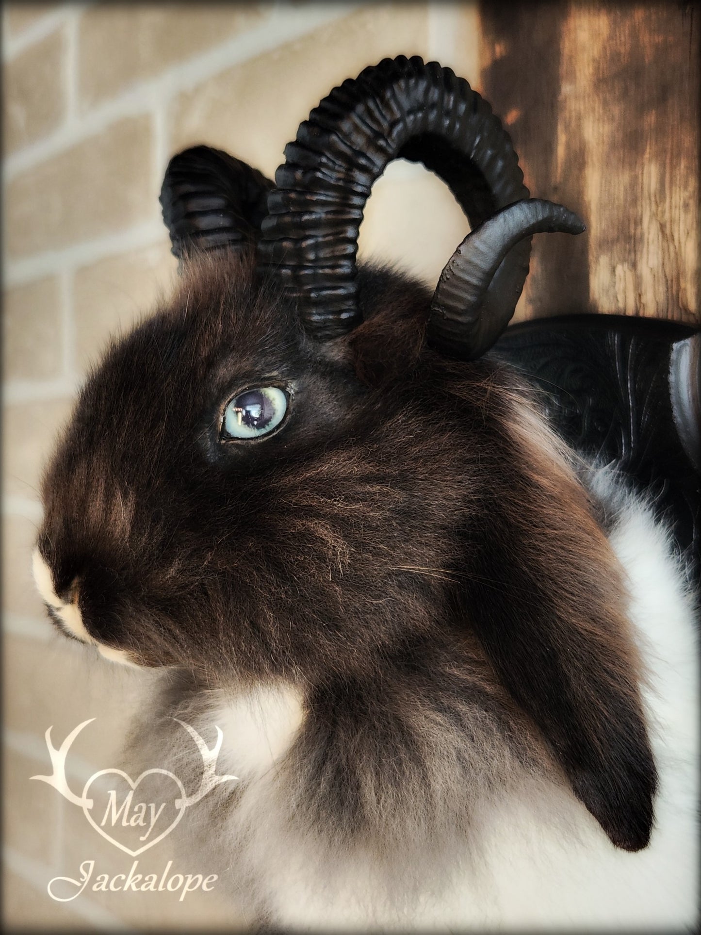 Small black & white jackalope taxidermy with blue eyes & horns replica