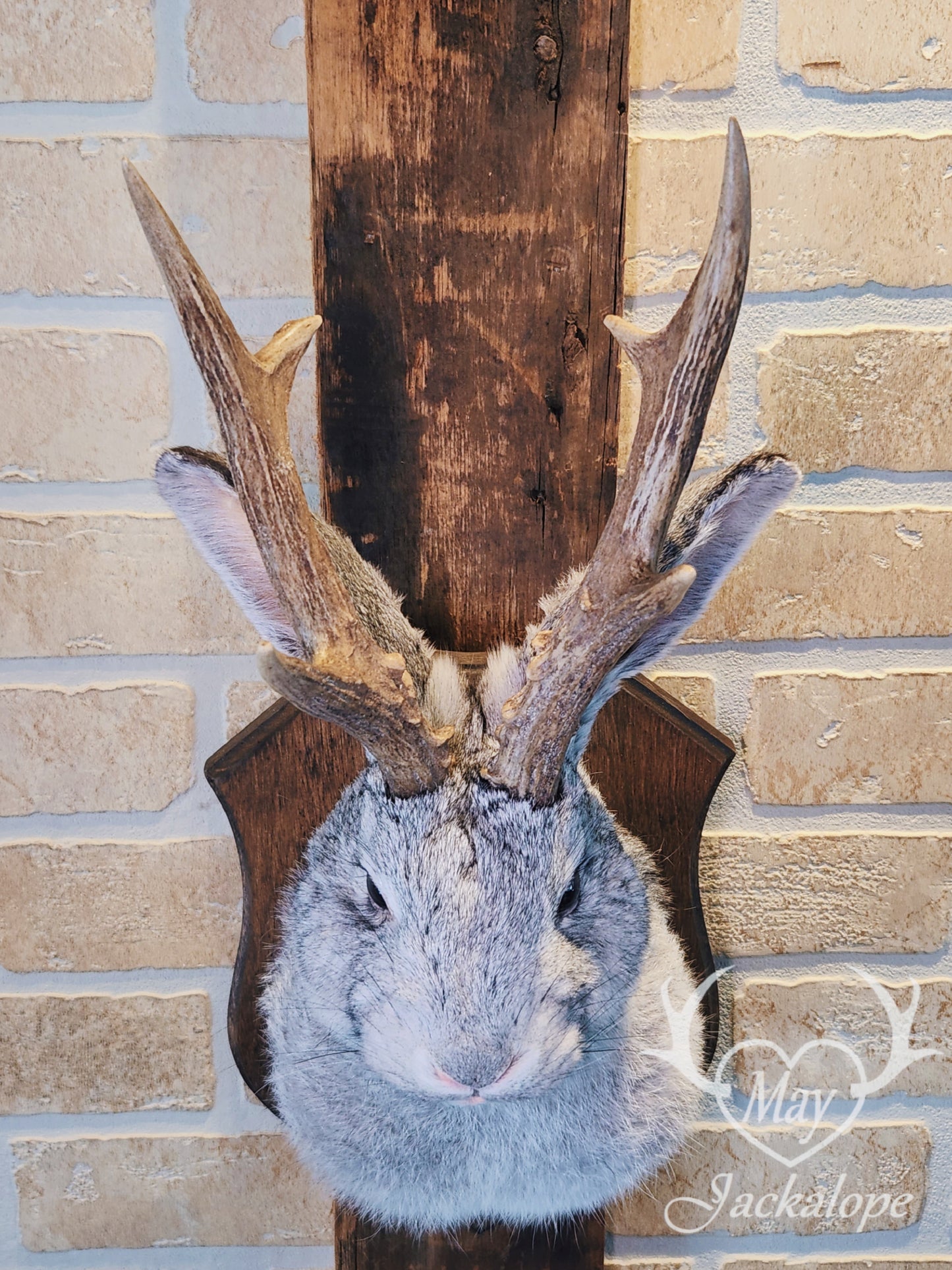 Grey jackalope taxidermy with dark eyes & real antlers