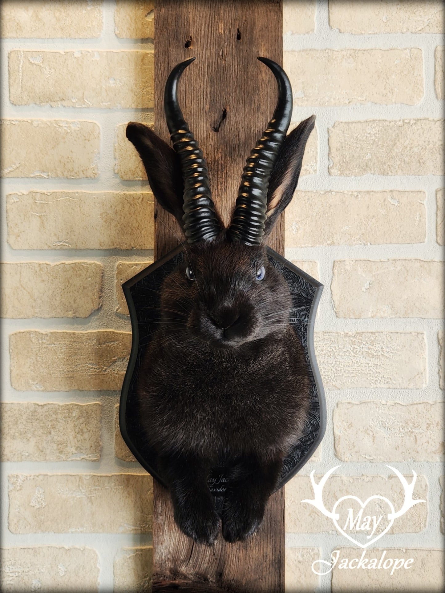 Black Jackalope taxidermy with light blue eyes and horns replica.