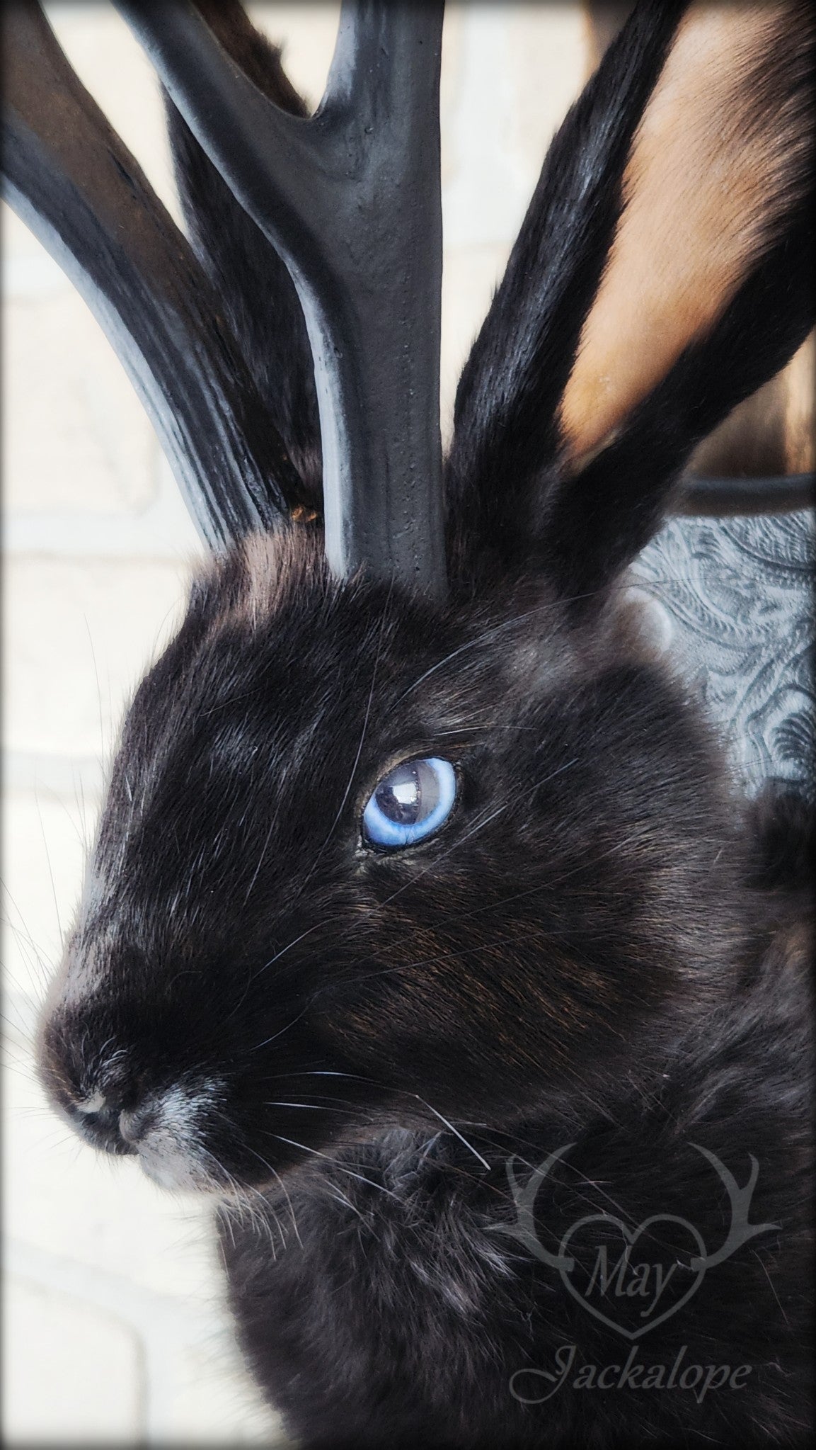Taxidermie de jackalope noir aux yeux bleu et réplique réaliste de bois