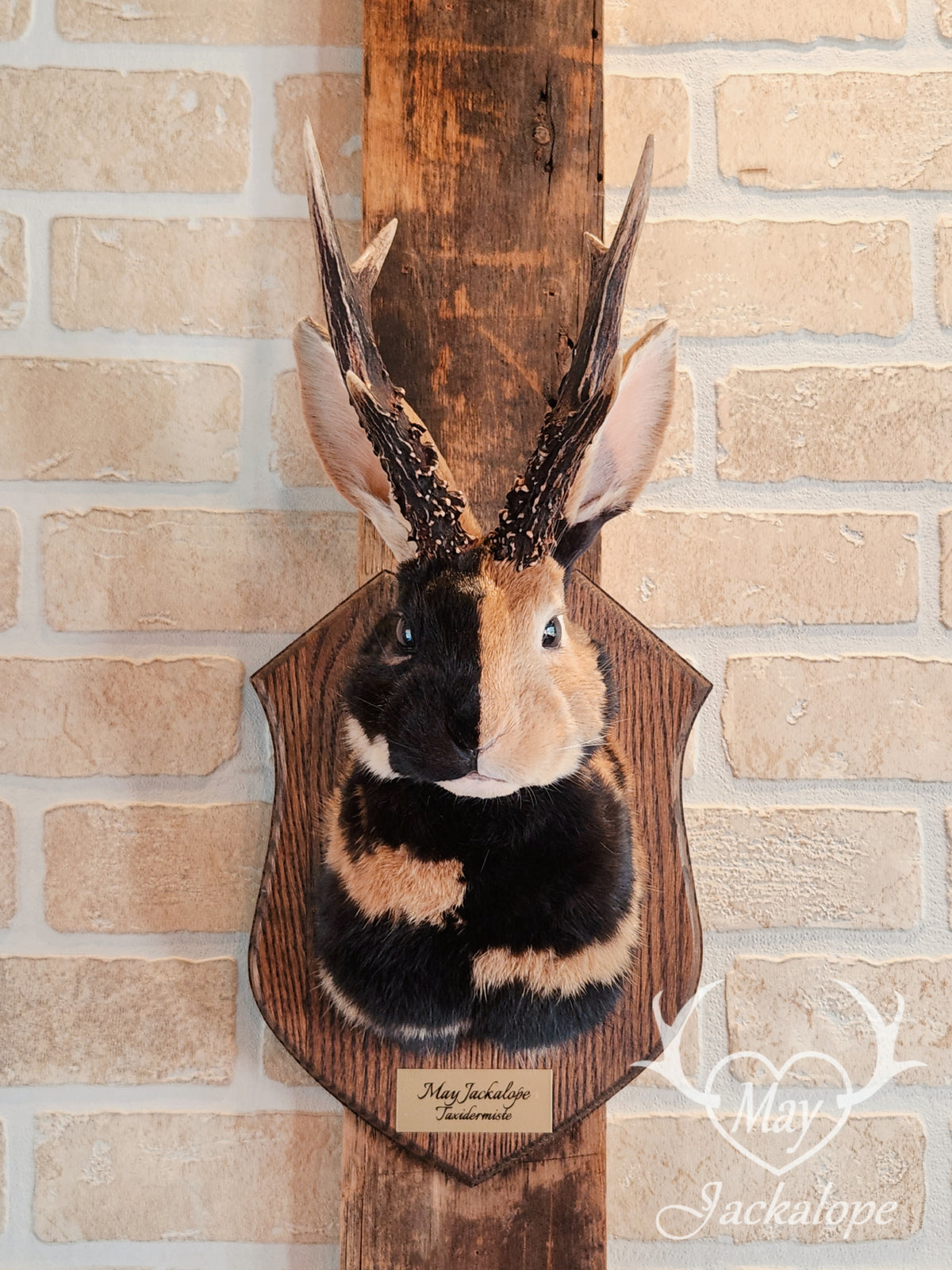 black & orange (replica) harlequin jackalope taxidermy with dark eyes and real antlers
