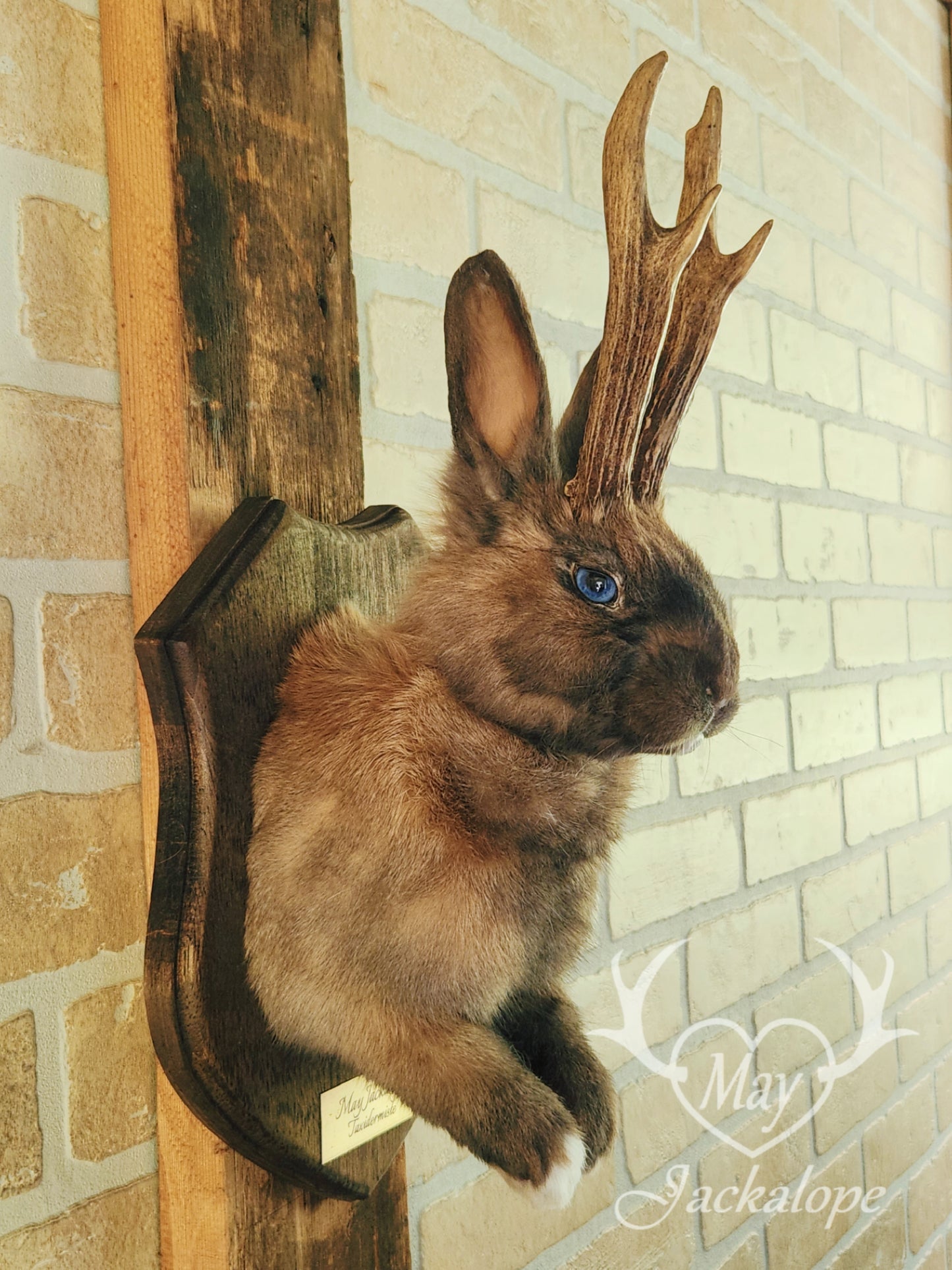 Fox colored jackalope with blue eyes and real antlers