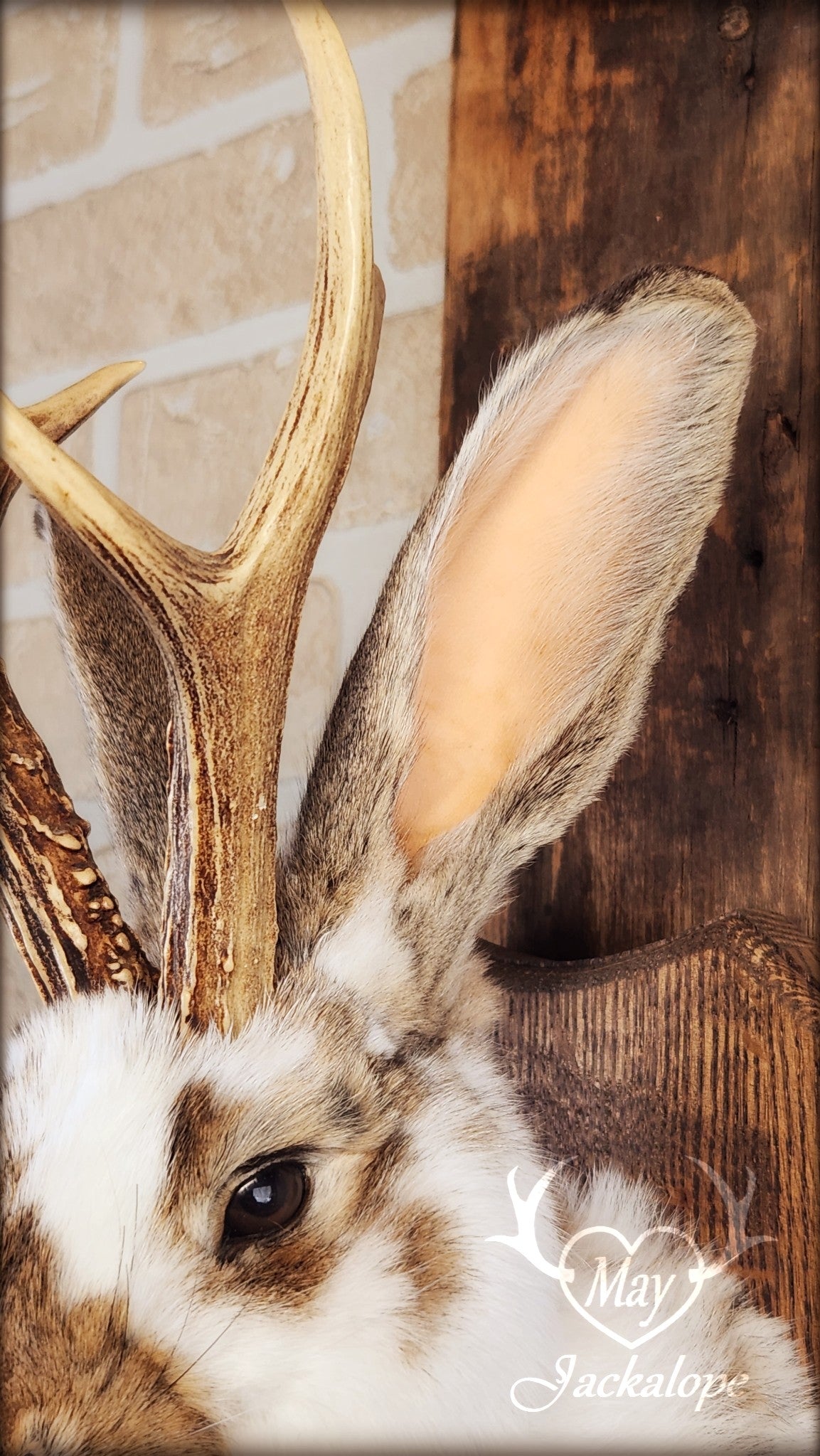 Taxidermie d'un jackalope blanc et brun, aux yeux foncés avec vrai bois