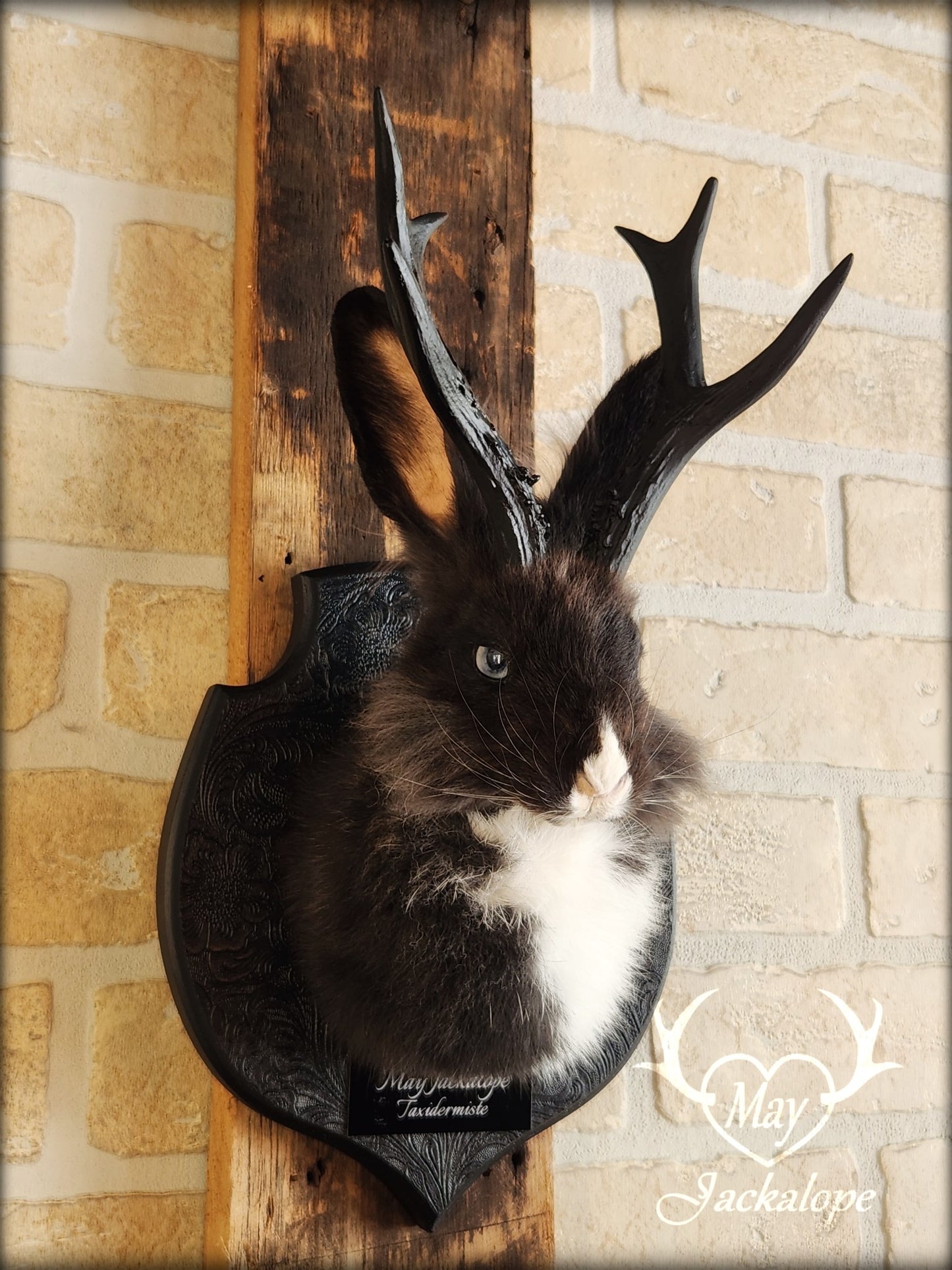 Small black & white jackalope taxidermy with blue eyes & antlers replica