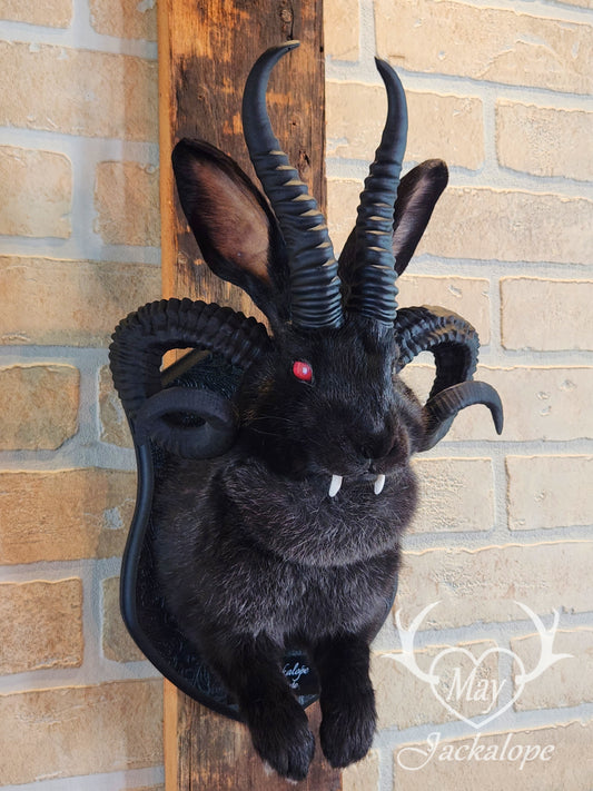 -Baphomet- Black Jackalope taxidermy with deep red eyes, fangs & 4 black horns replica