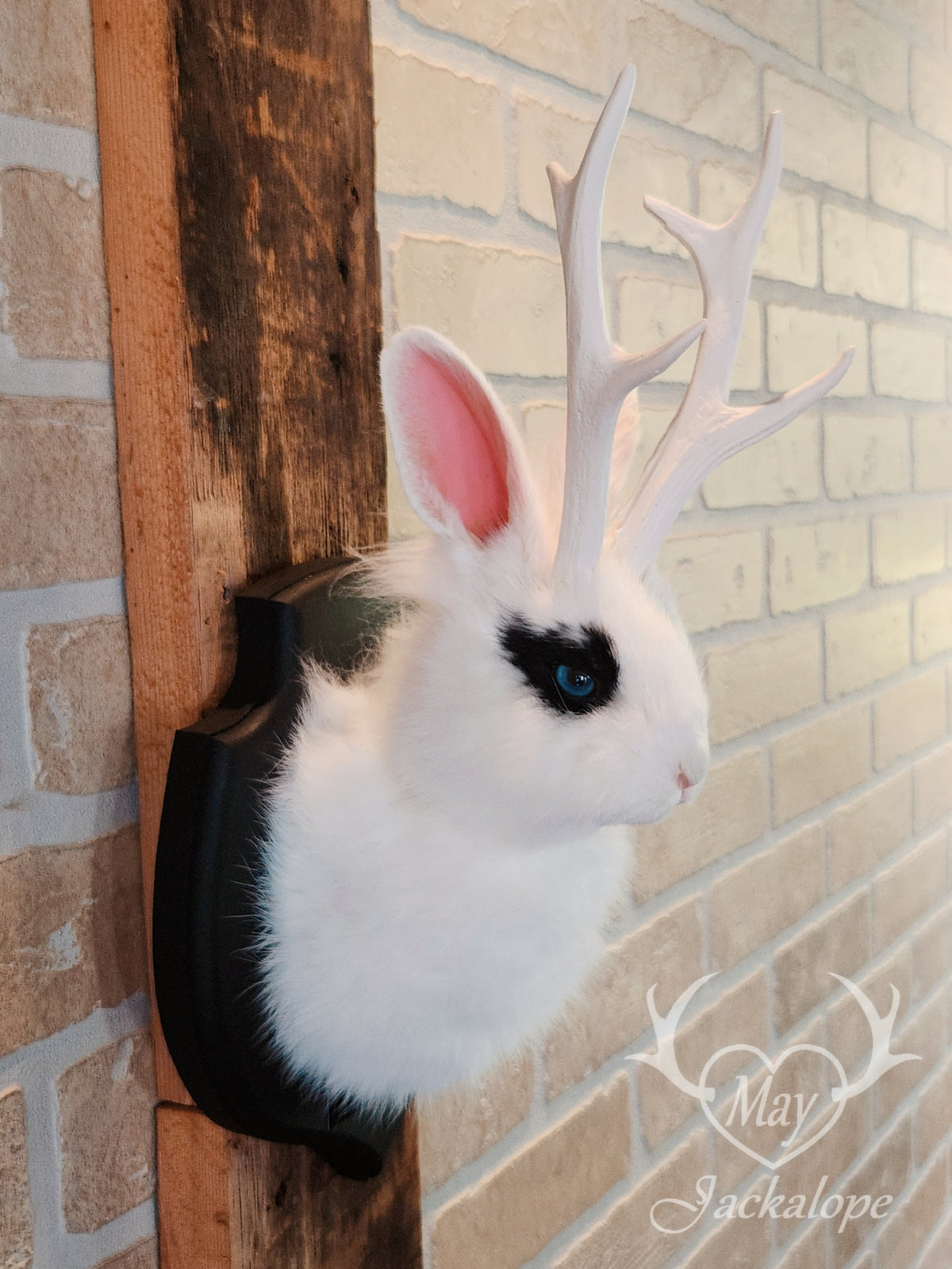 White & black Jackalope taxidermy with blue eyes & antlers replica