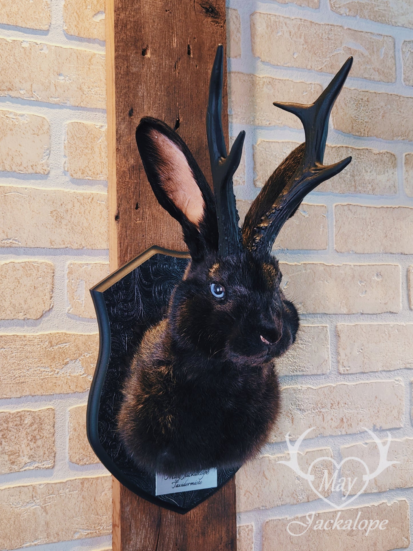 Black jackalope taxidermy with blue eyes & black antlers replica