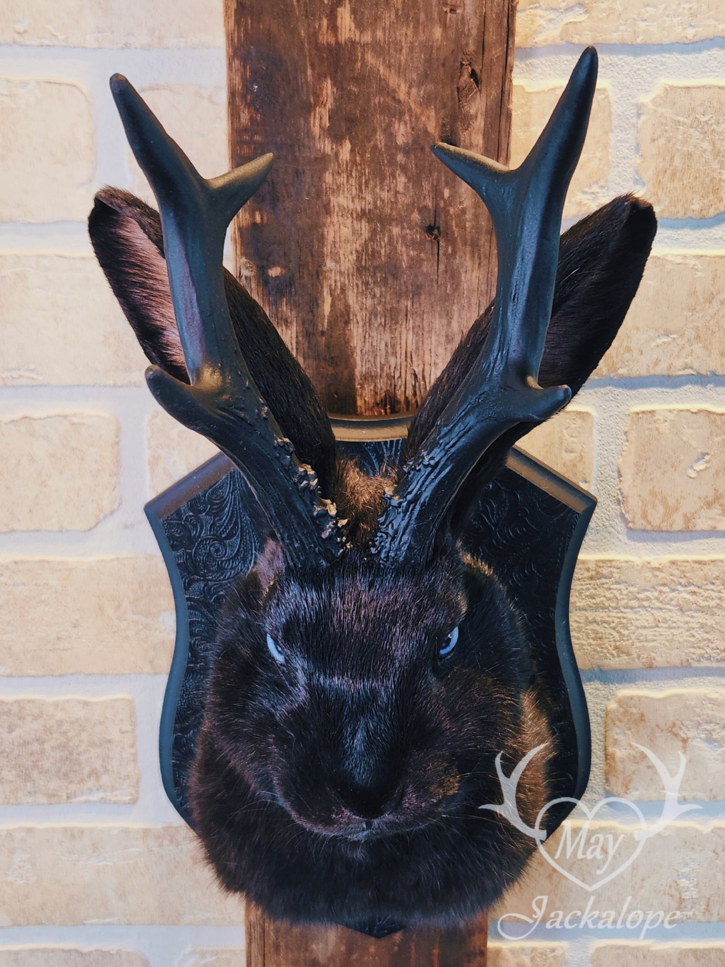Black jackalope taxidermy with blue eyes & black antlers replica