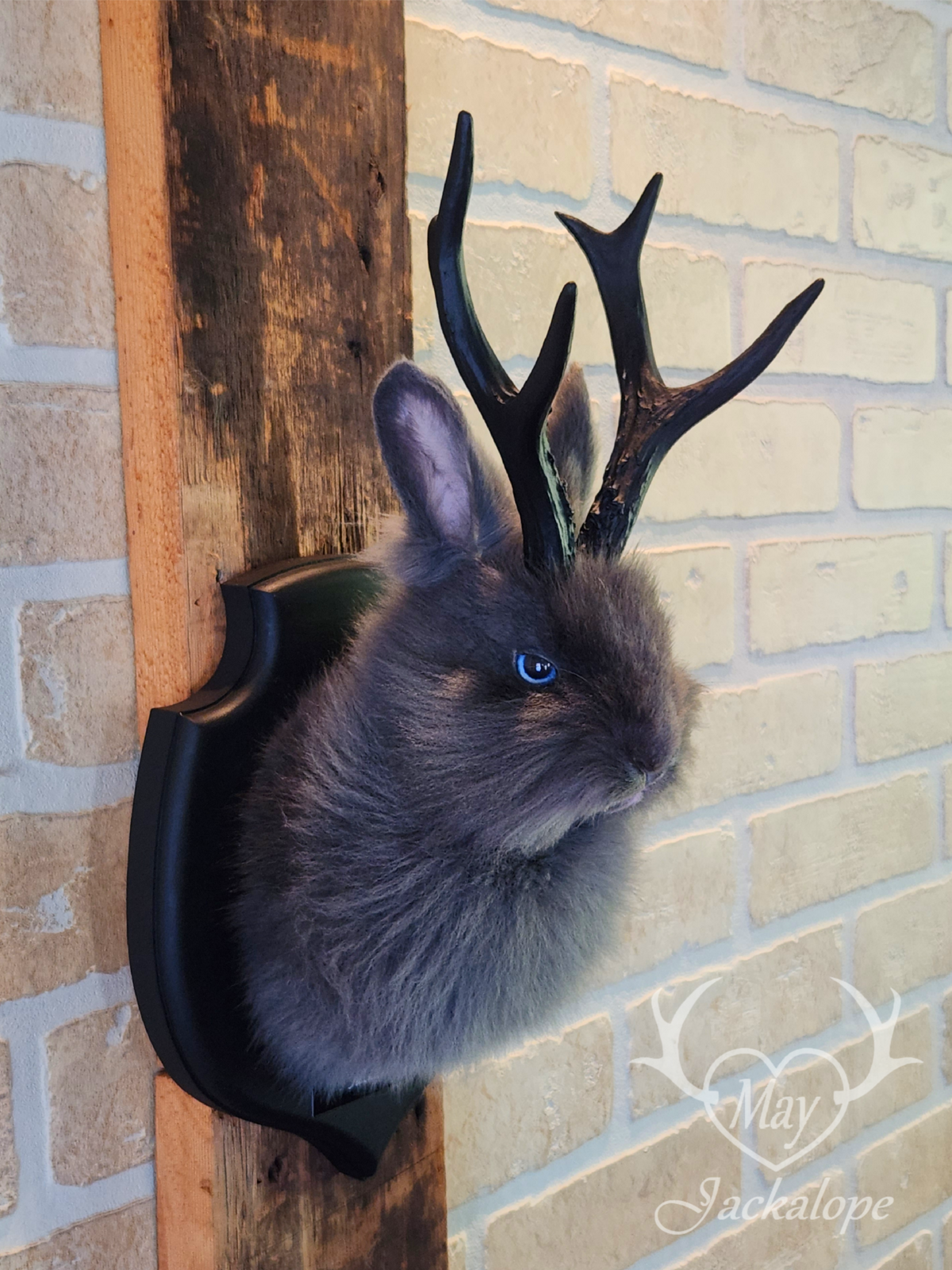Long-furred blue Jackalope taxidermy with blue eyes & antlers replica