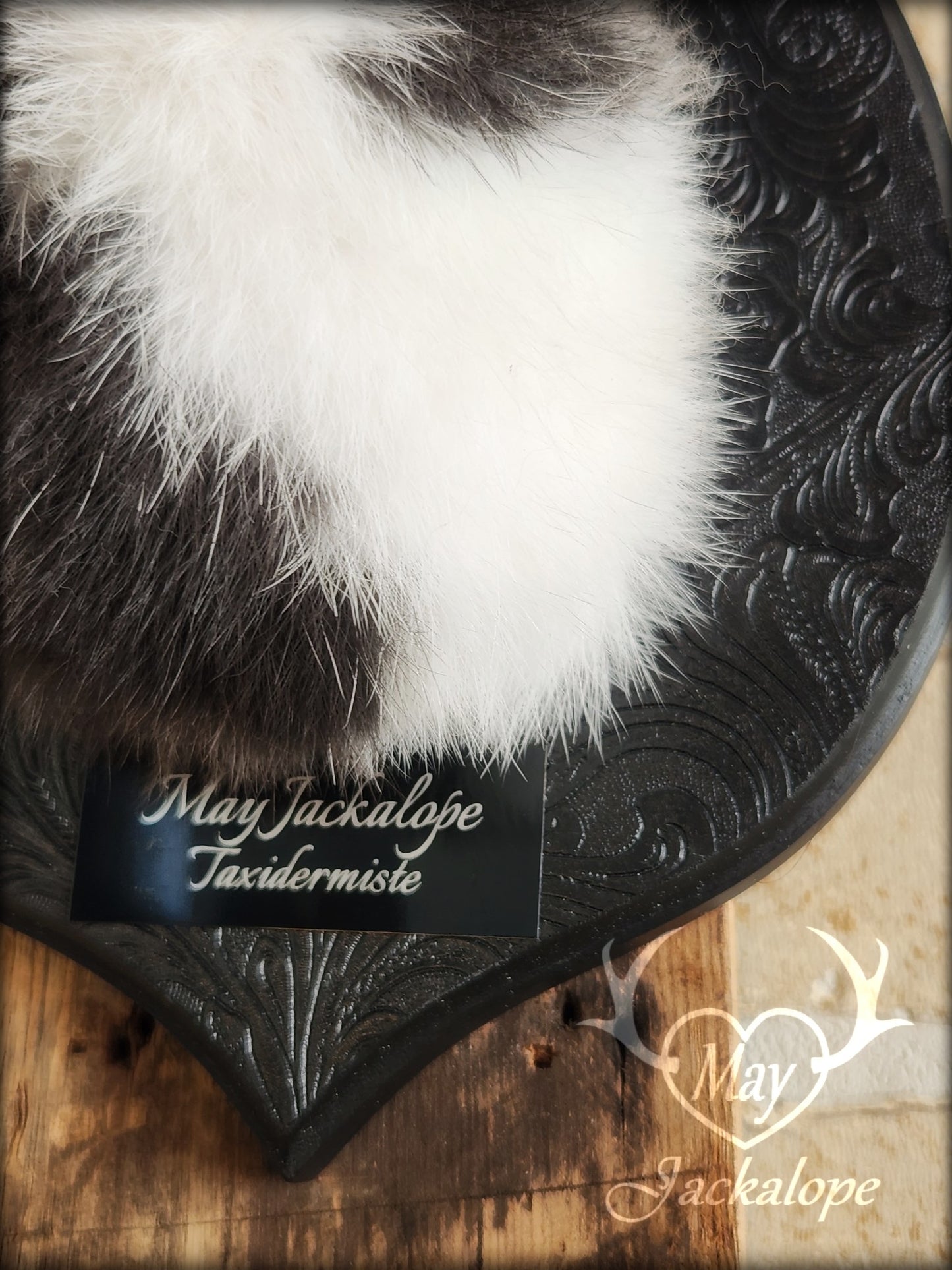 Small black & white jackalope taxidermy with blue eyes & antlers replica