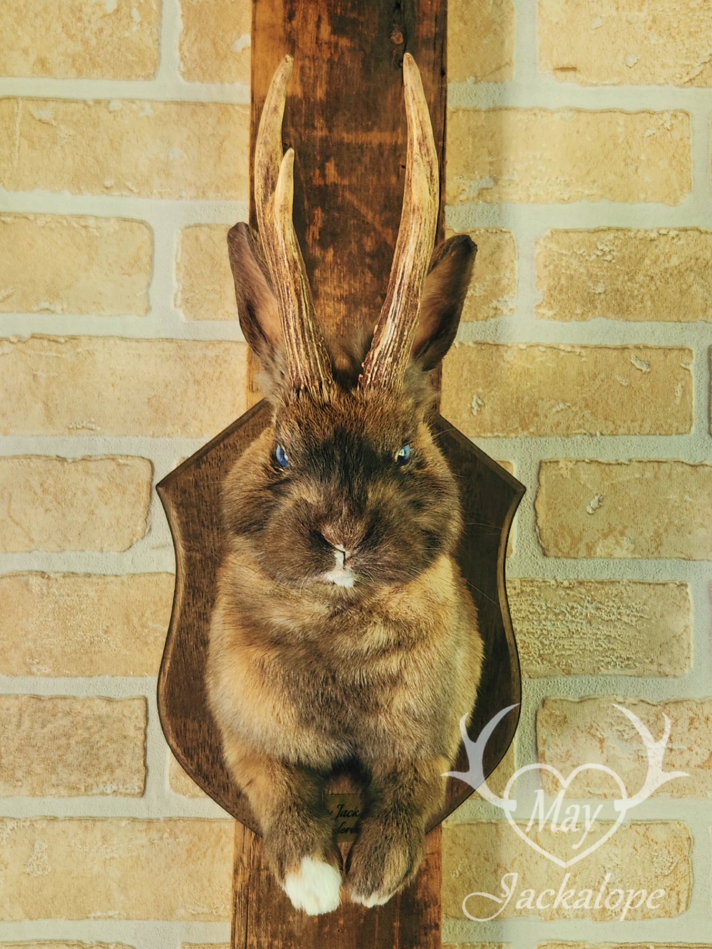 Fox colored jackalope with blue eyes and real antlers