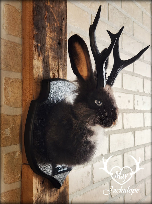 Small black & white jackalope taxidermy with blue eyes & antlers replica