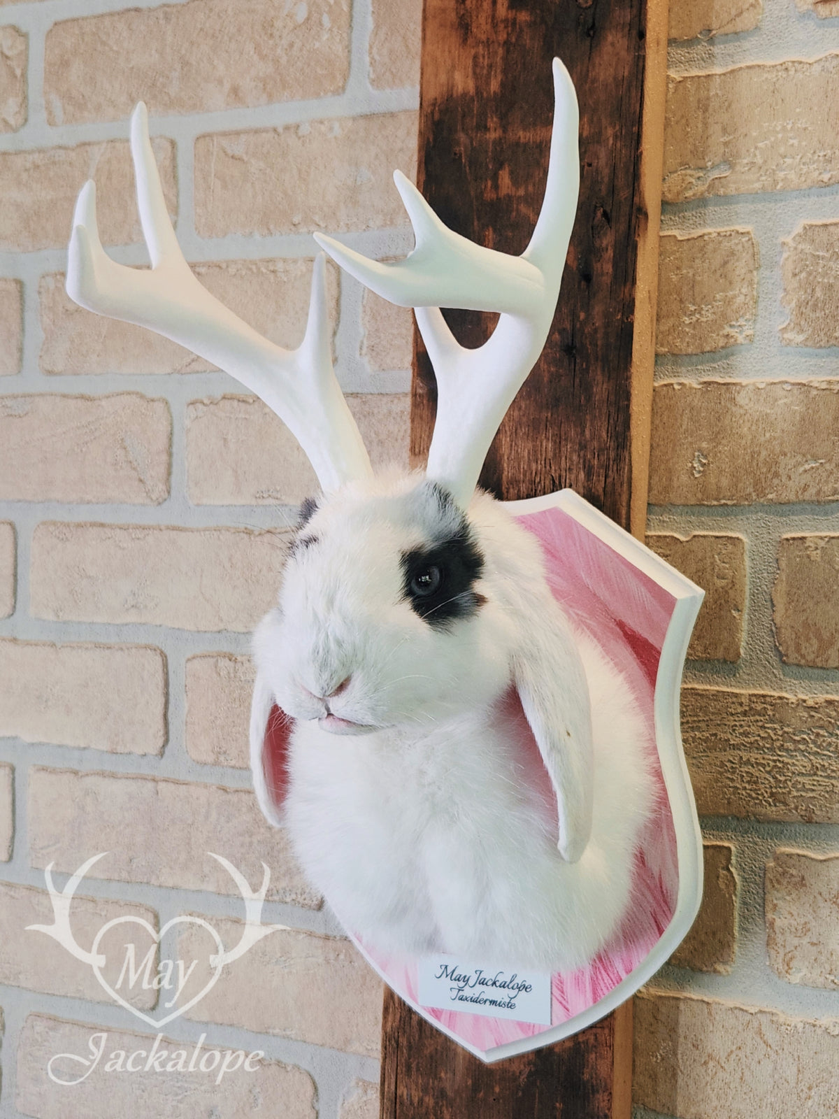 White & blue lop Jackalope taxidermy with grey-blue eyes & big antlers replica