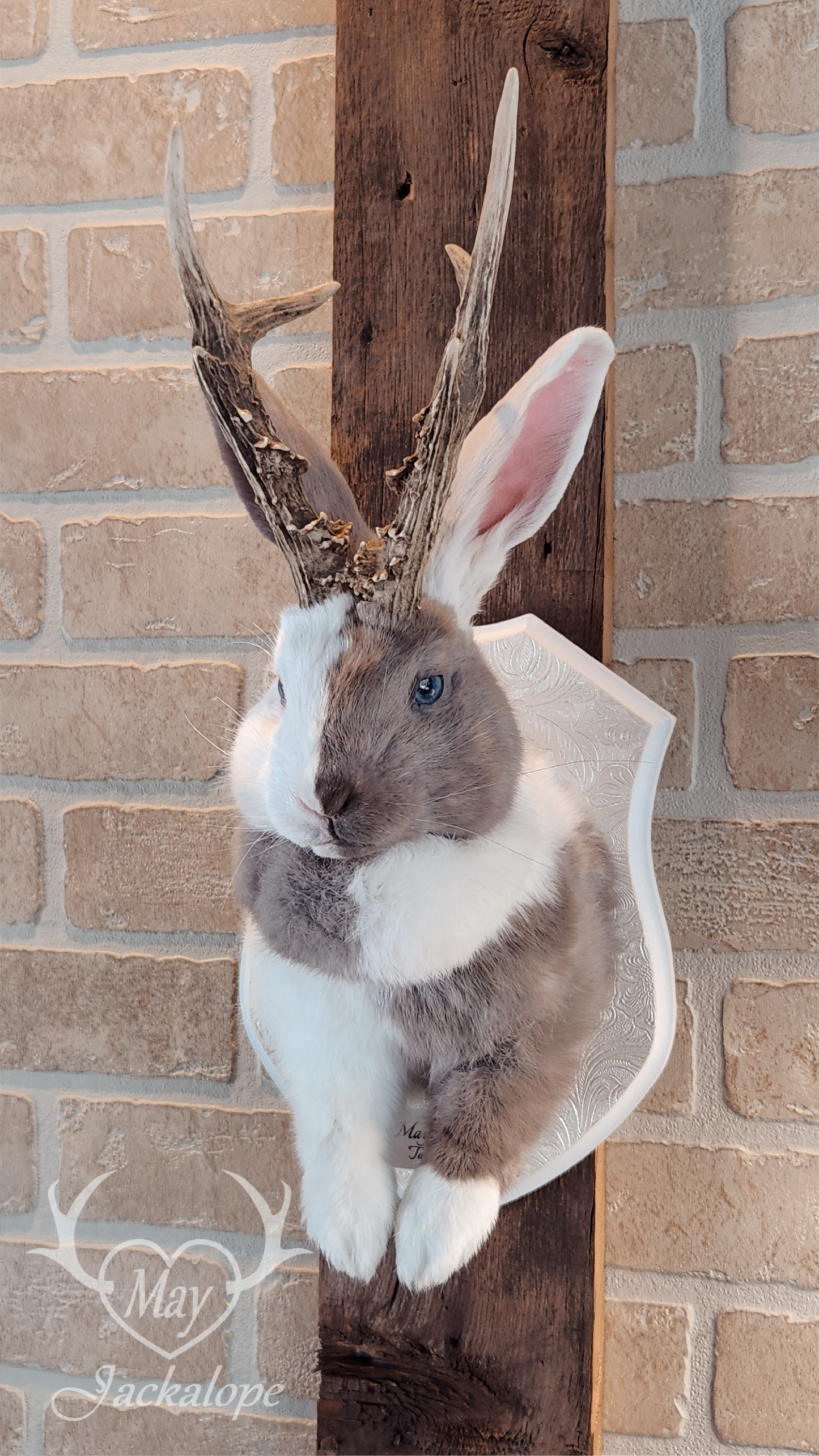 Taxidermie de Jackalope Harlequin ''Lilac Magpie'' aux yeux bleu et vrais bois