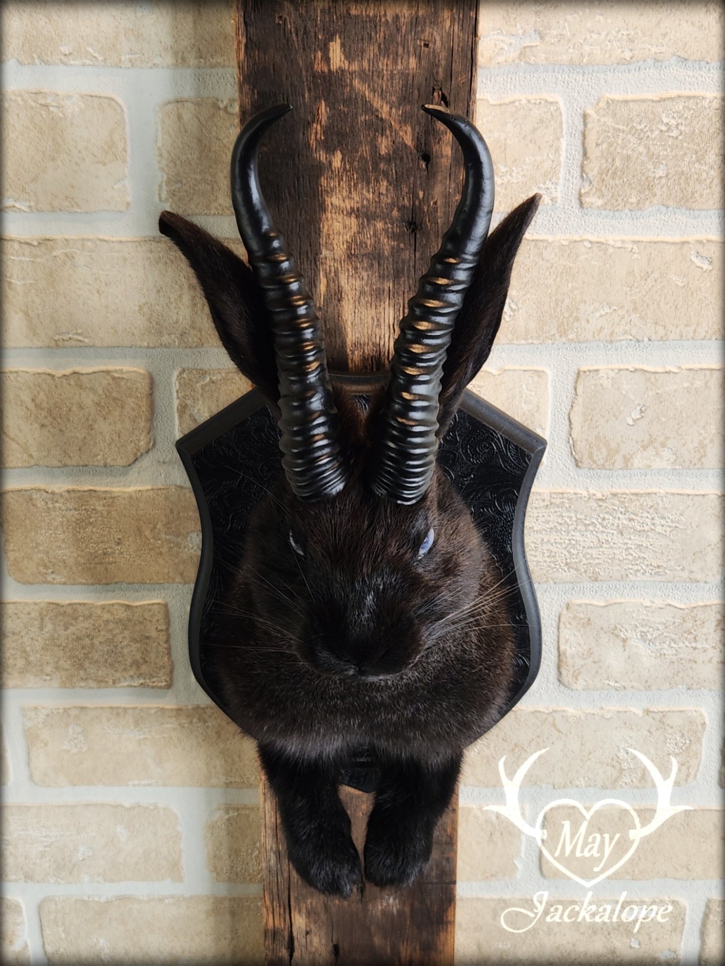 Black Jackalope taxidermy with light blue eyes and horns replica.