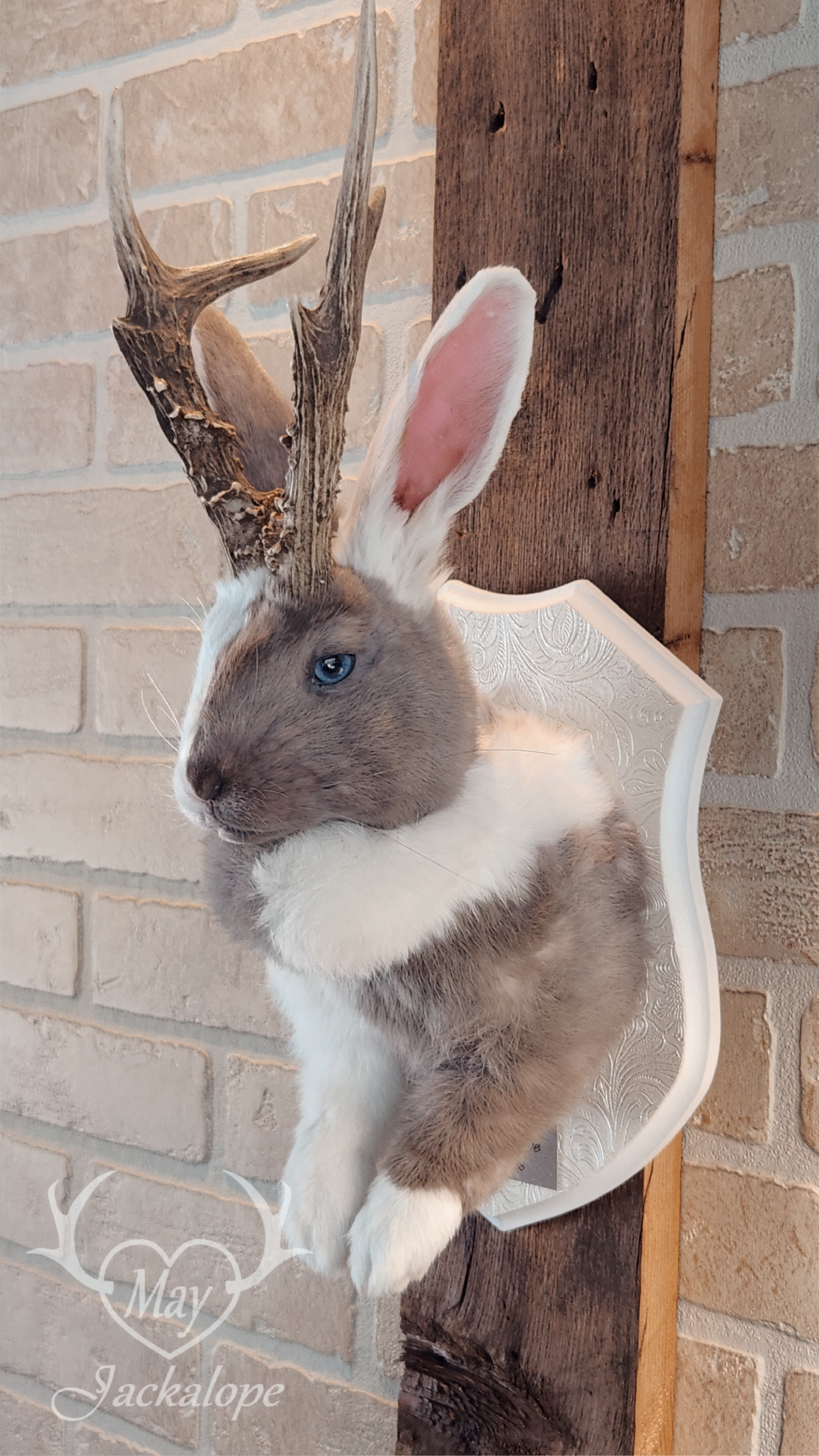 Taxidermie de Jackalope Harlequin ''Lilac Magpie'' aux yeux bleu et vrais bois
