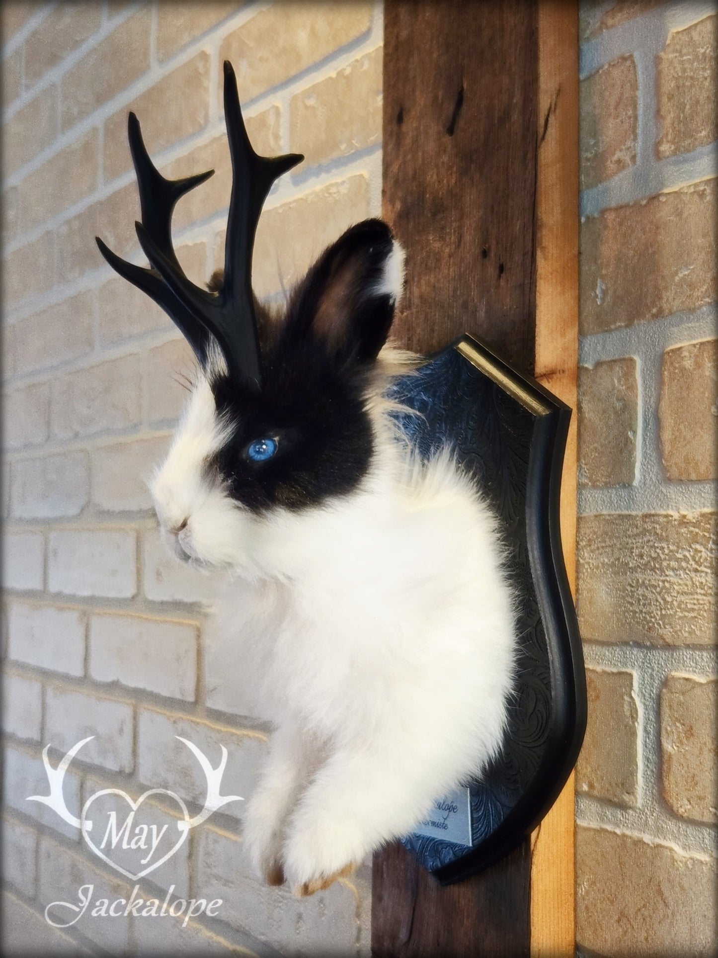 Taxidermie de jackalope noir et blanc poil long aux yeux bleu vif et réplique réaliste de bois