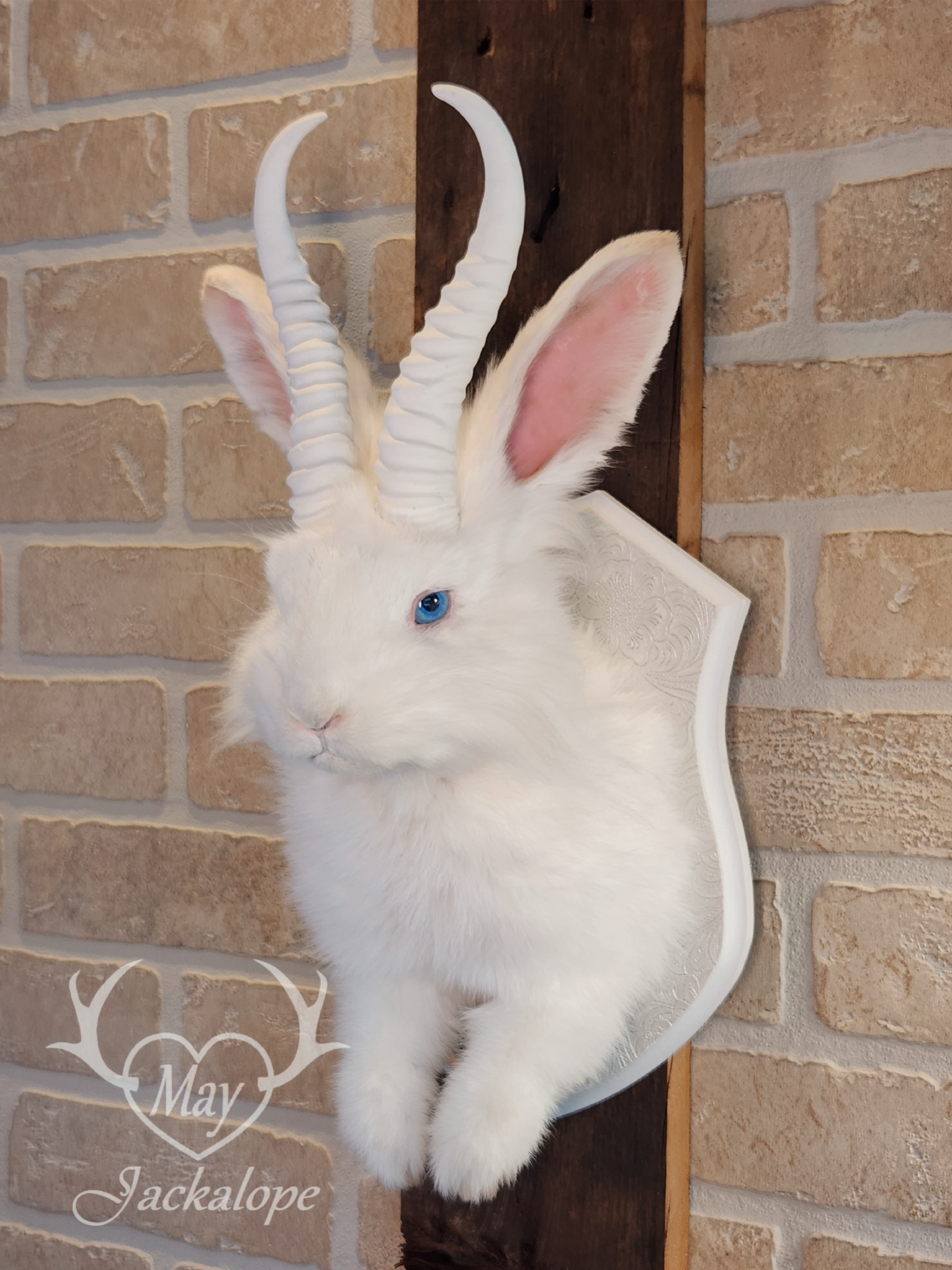 Long-haired white Jackalope taxidermy with bright blue eyes & horns replica