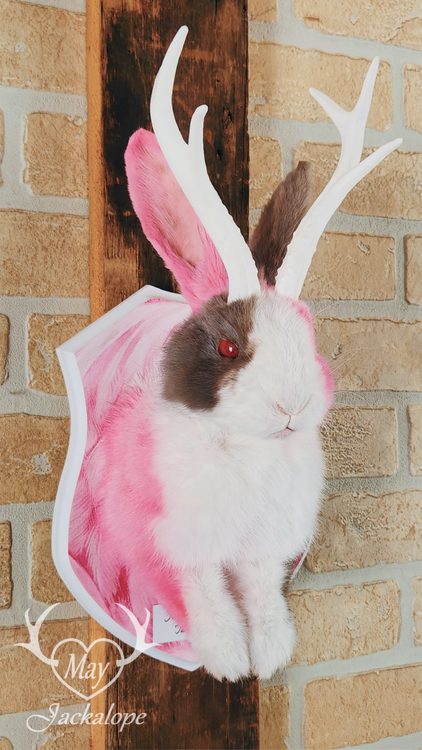 Taxidermie de Jackalope Hollandais trois couleures avec les yeux rouges et réplique de bois