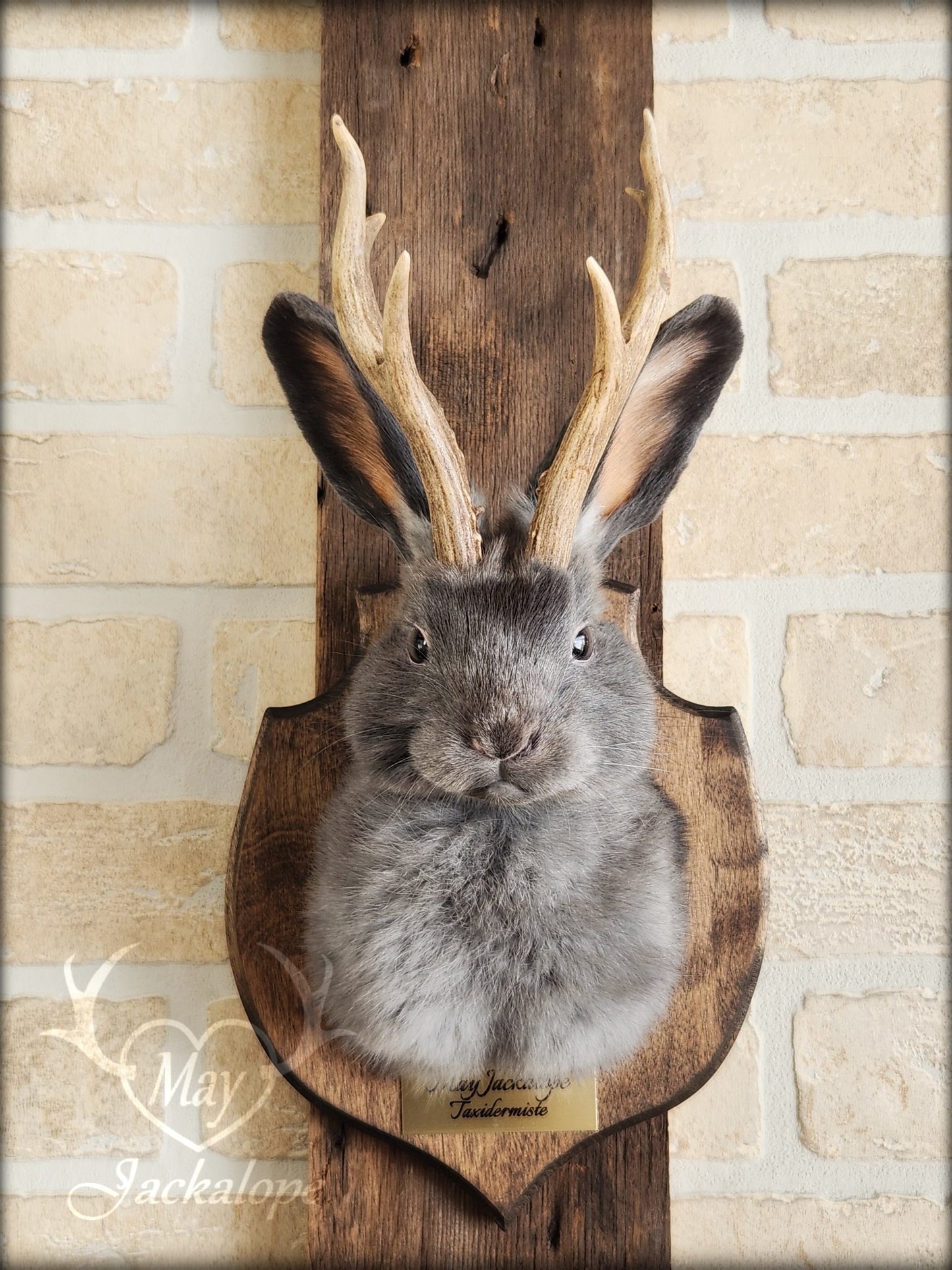 Small blue jackalope taxidermy with brown eyes & real antlers