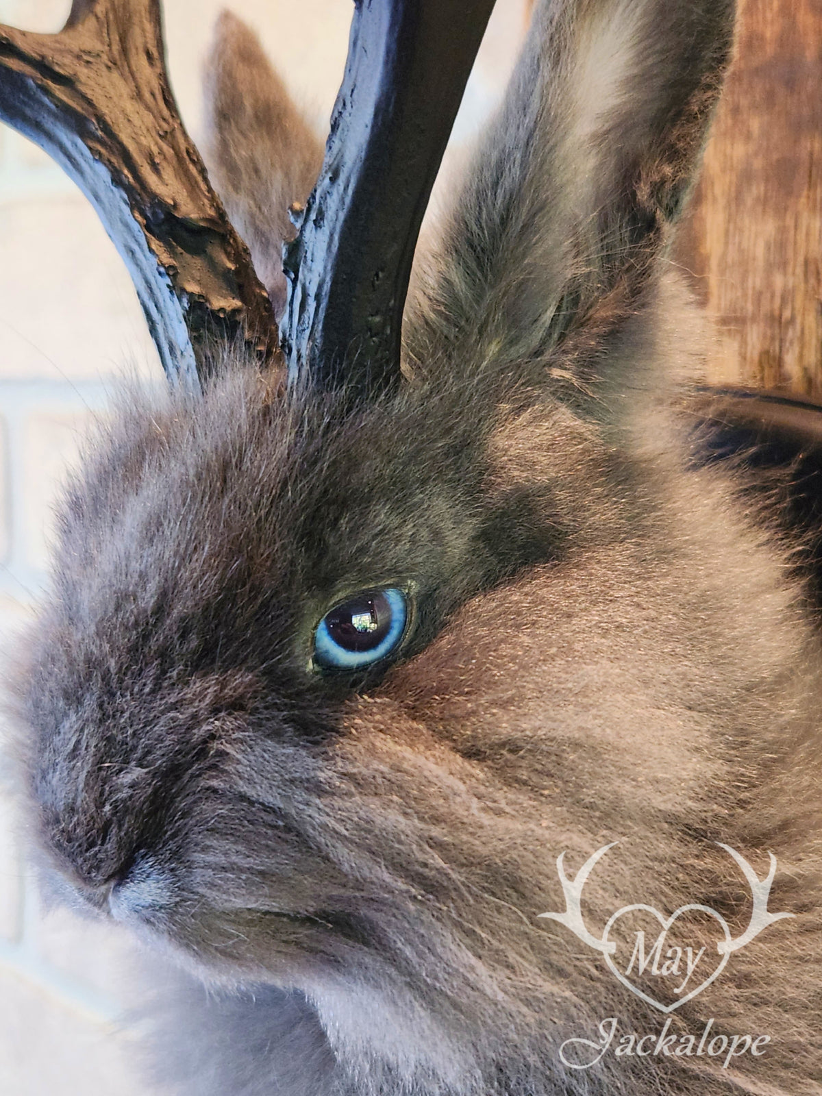 Long-furred blue Jackalope taxidermy with blue eyes & antlers replica