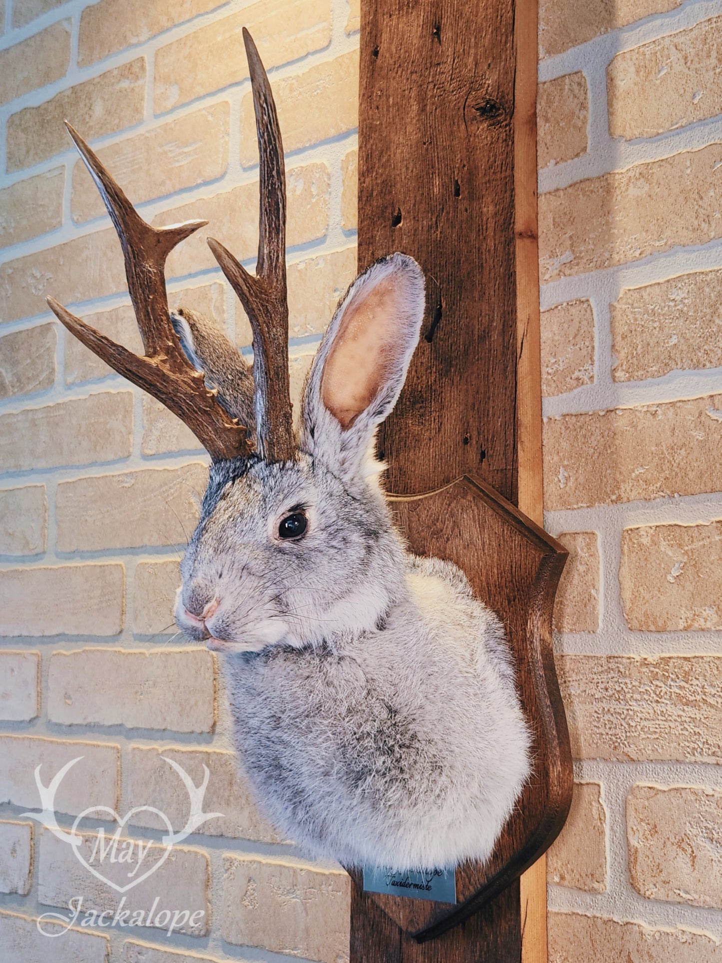 Grey jackalope taxidermy with dark eyes & real antlers