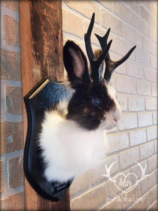 Long-haired black & white Jackalope taxidermy with dark blue eyes & antlers replica