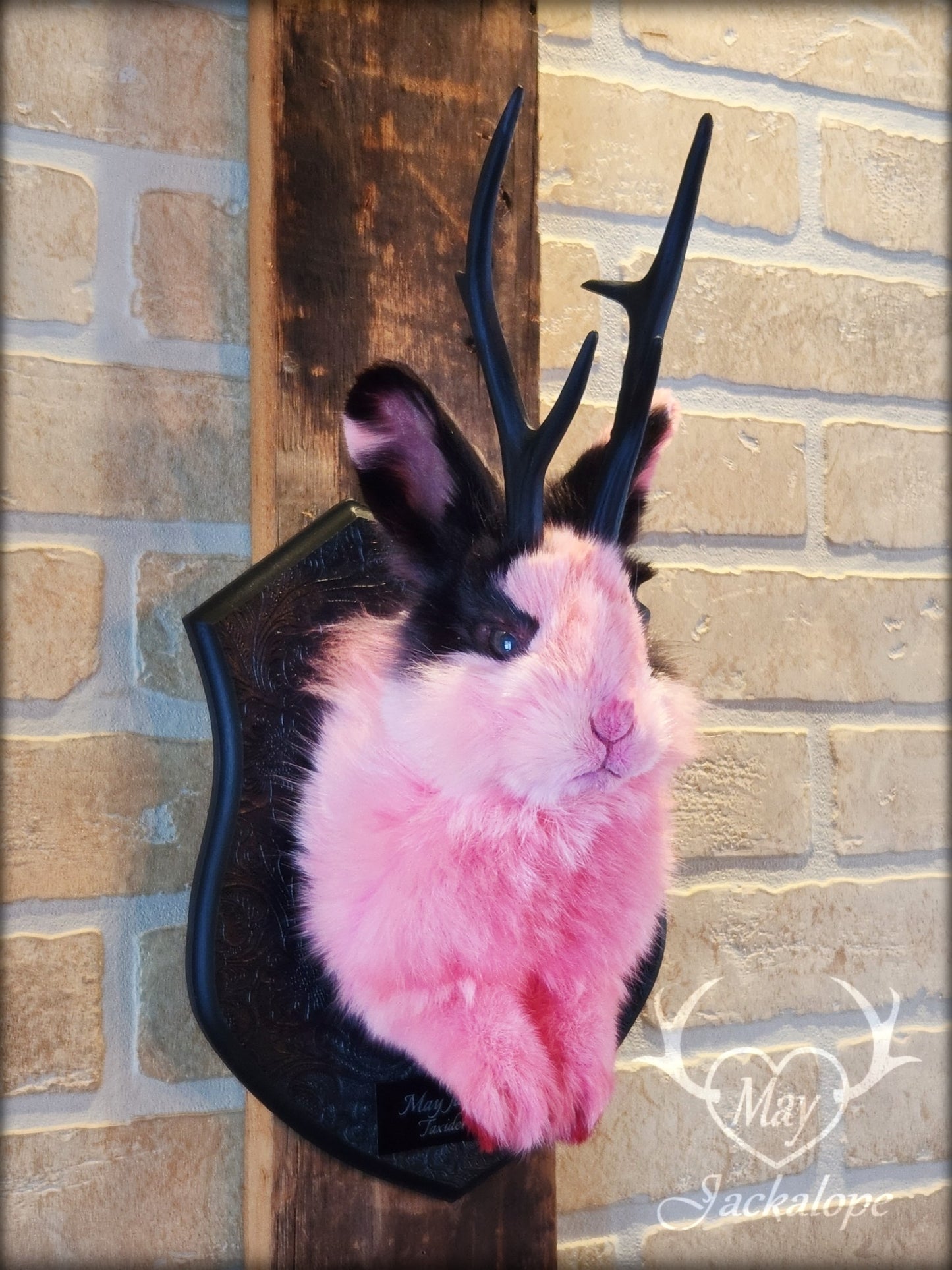 Taxidermie de jackalope rose et noir aux yeux foncé et réplique réaliste de bois