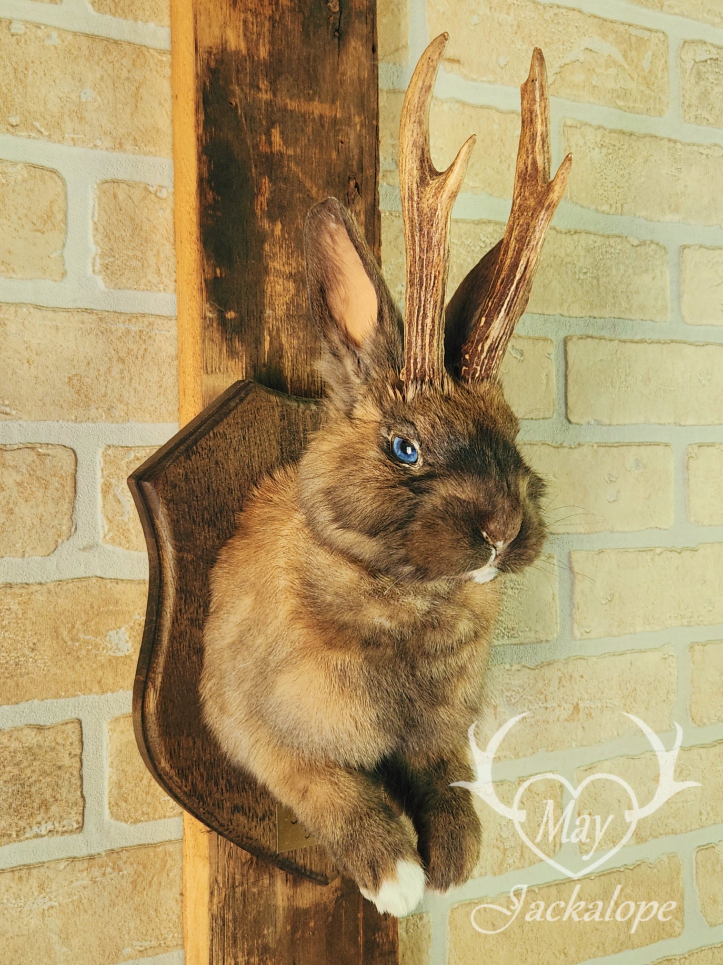 Fox colored jackalope with blue eyes and real antlers