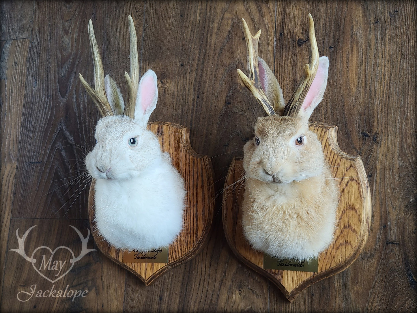 Taxidermies d'un minis jackalopes beige avec vrais un panaches