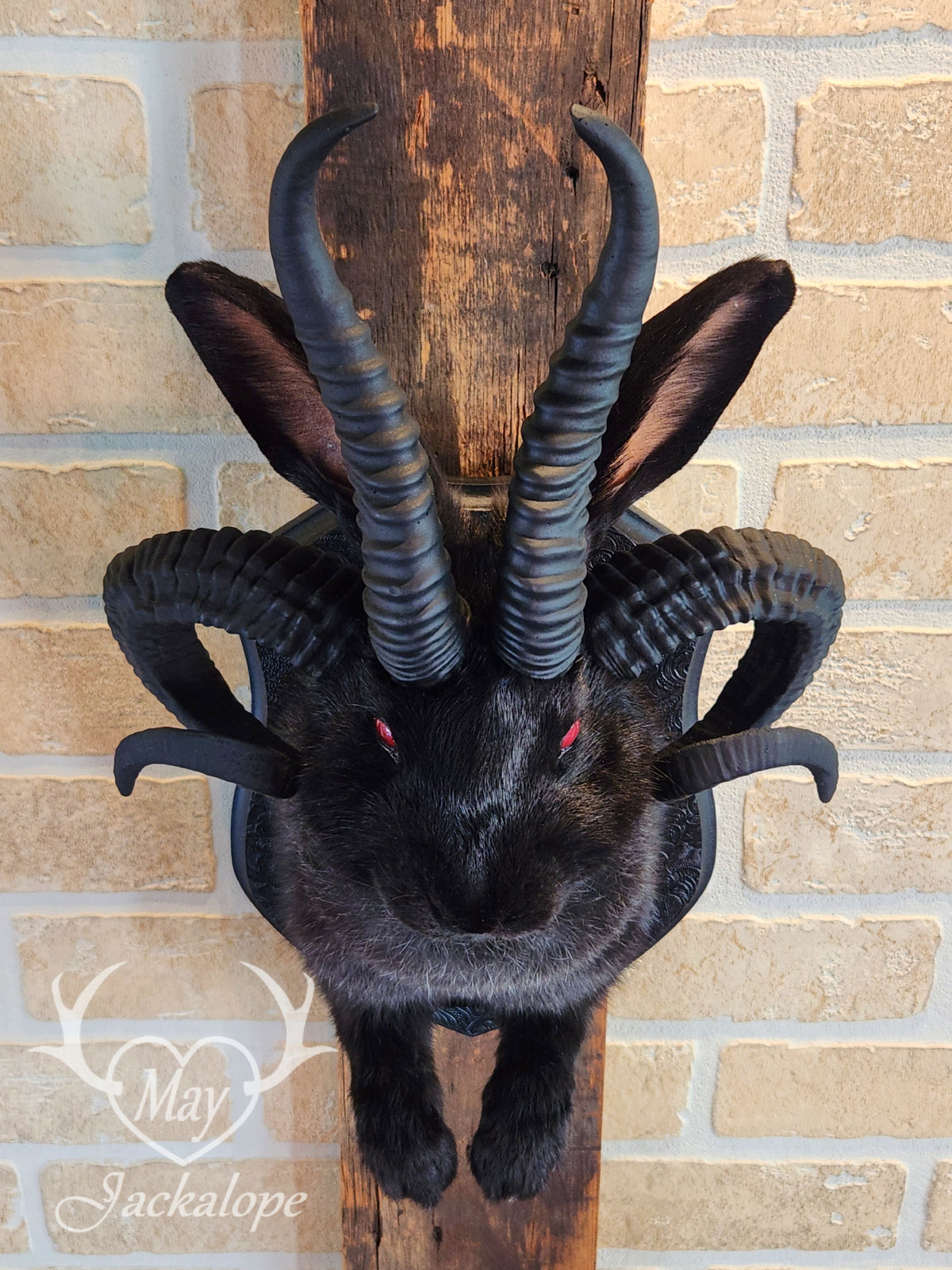 -Baphomet- Black Jackalope taxidermy with deep red eyes, fangs & 4 black horns replica